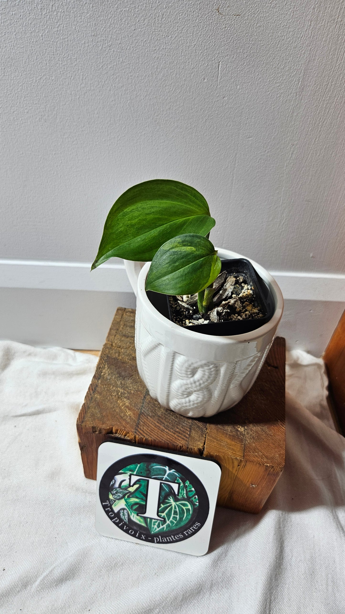 Scindapsus Blue Aurea (SCI-458)
