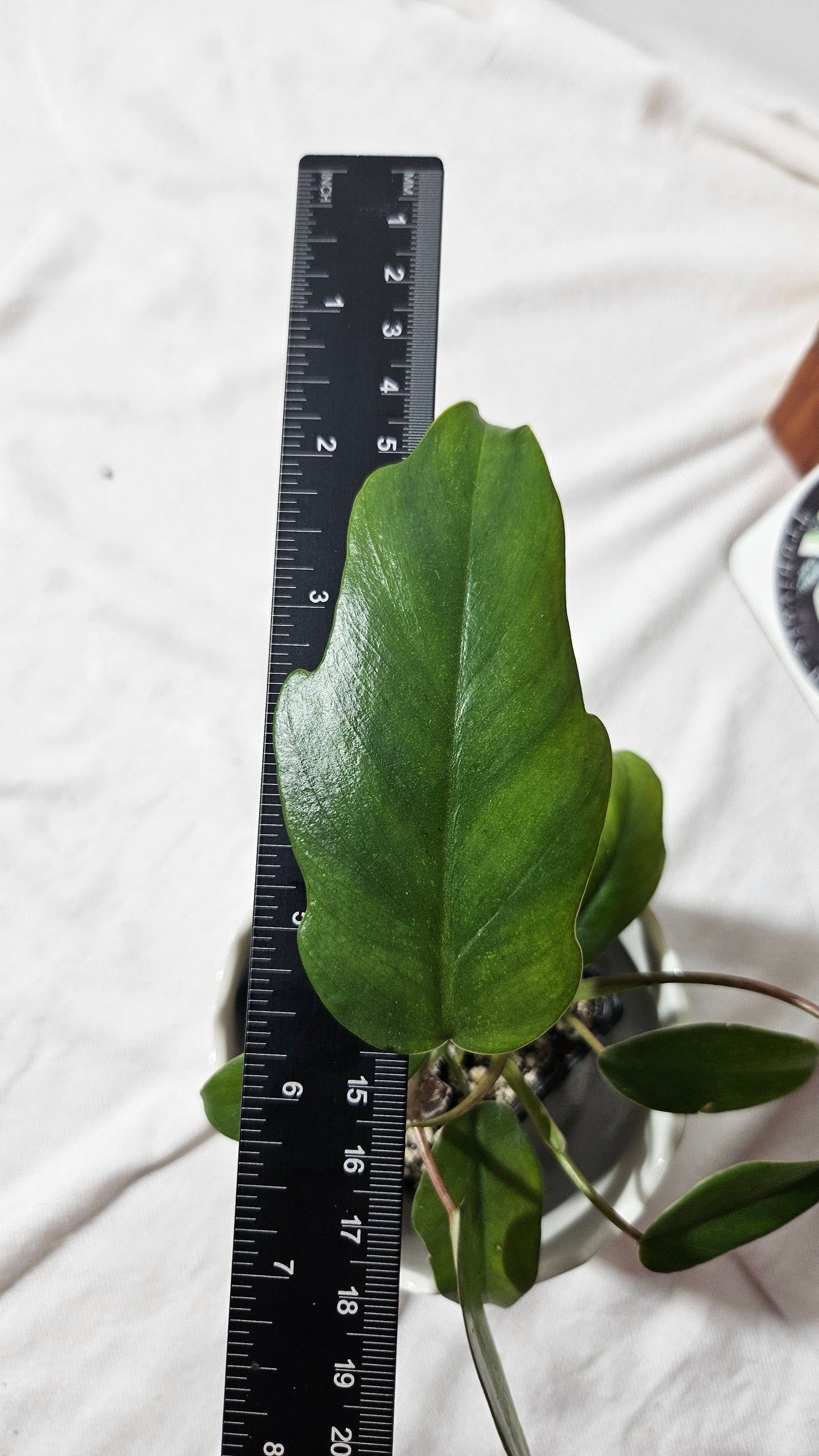 Philodendron Mayoi (PHI-854)