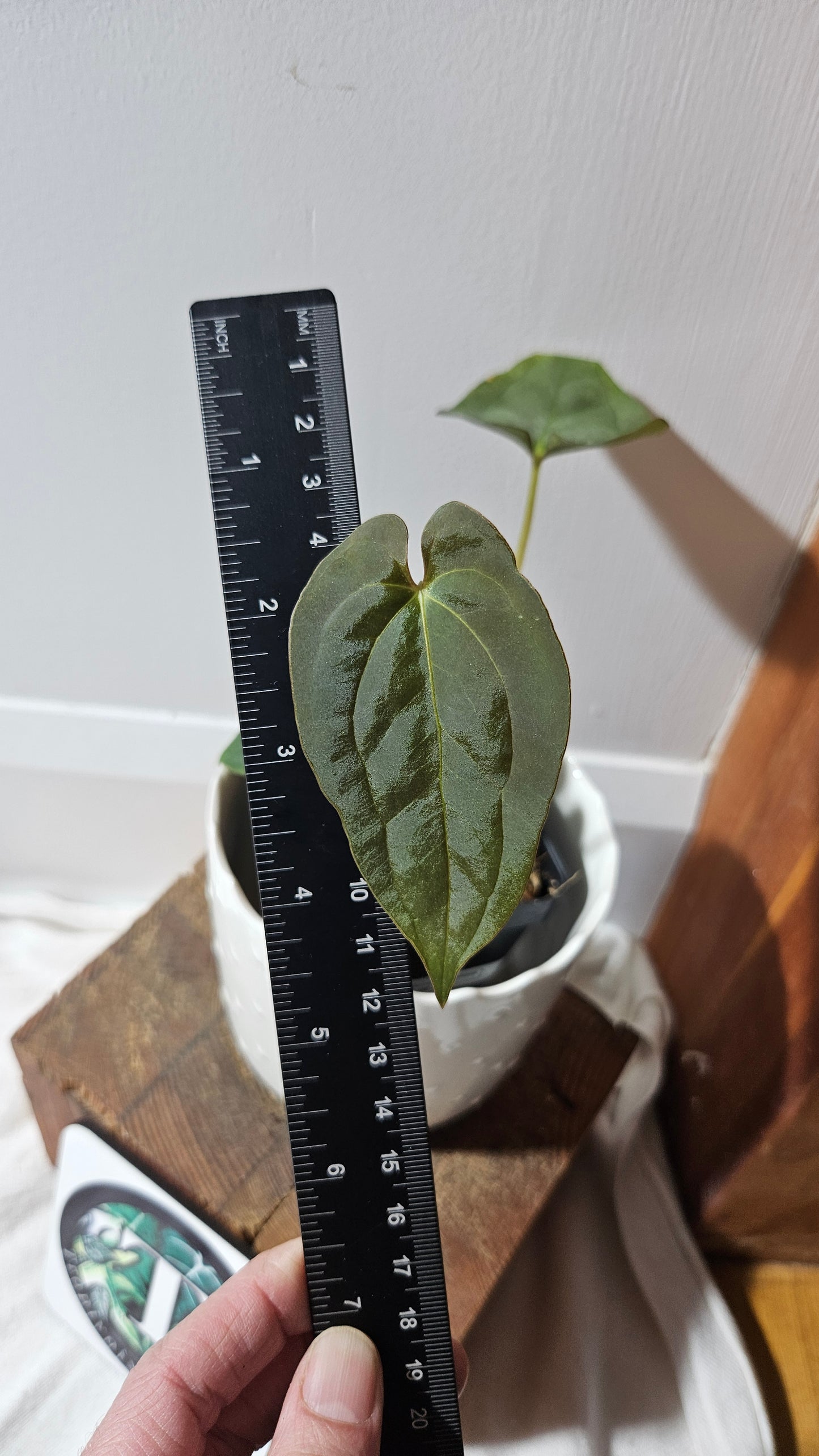 Anthurium Papillilaminum (d'équateur) "format PETIT" (ANT-289)