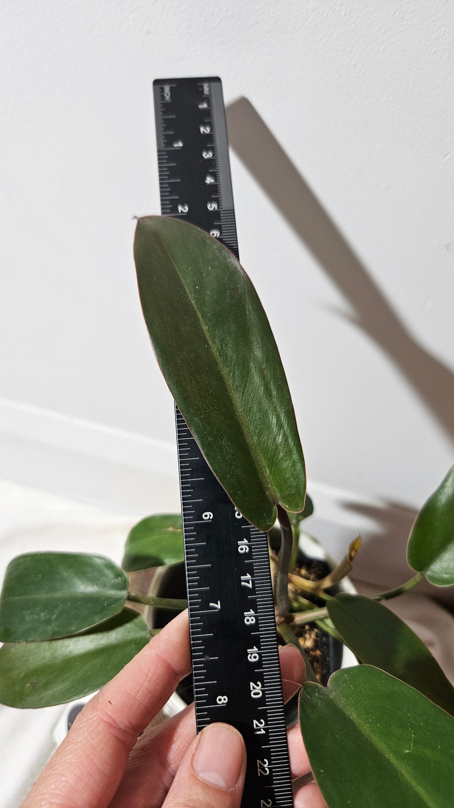 Philodendron Florida Bronze (PHI-434)