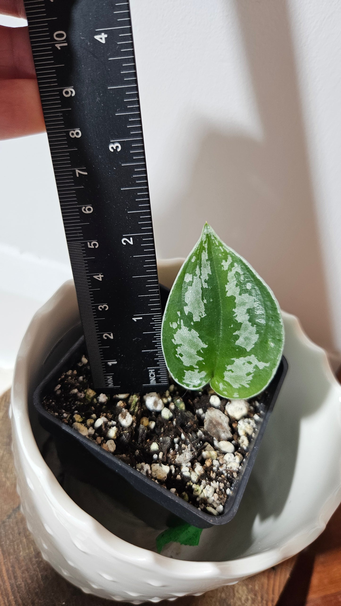 Scindapsus Dark Tricolore (SCI-1039)