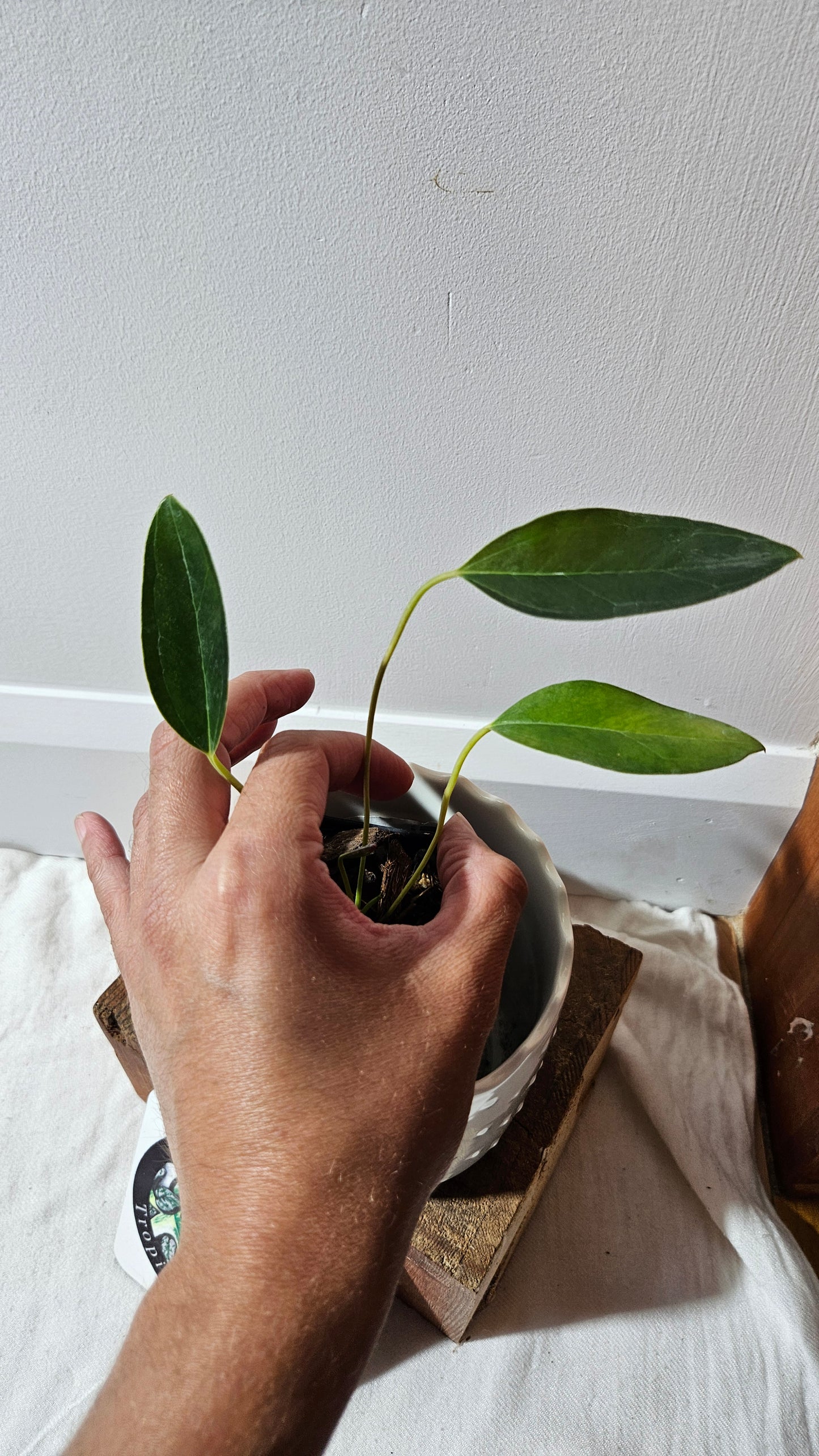 Anthurium Lingua "SMALL Format" (ANT-212)