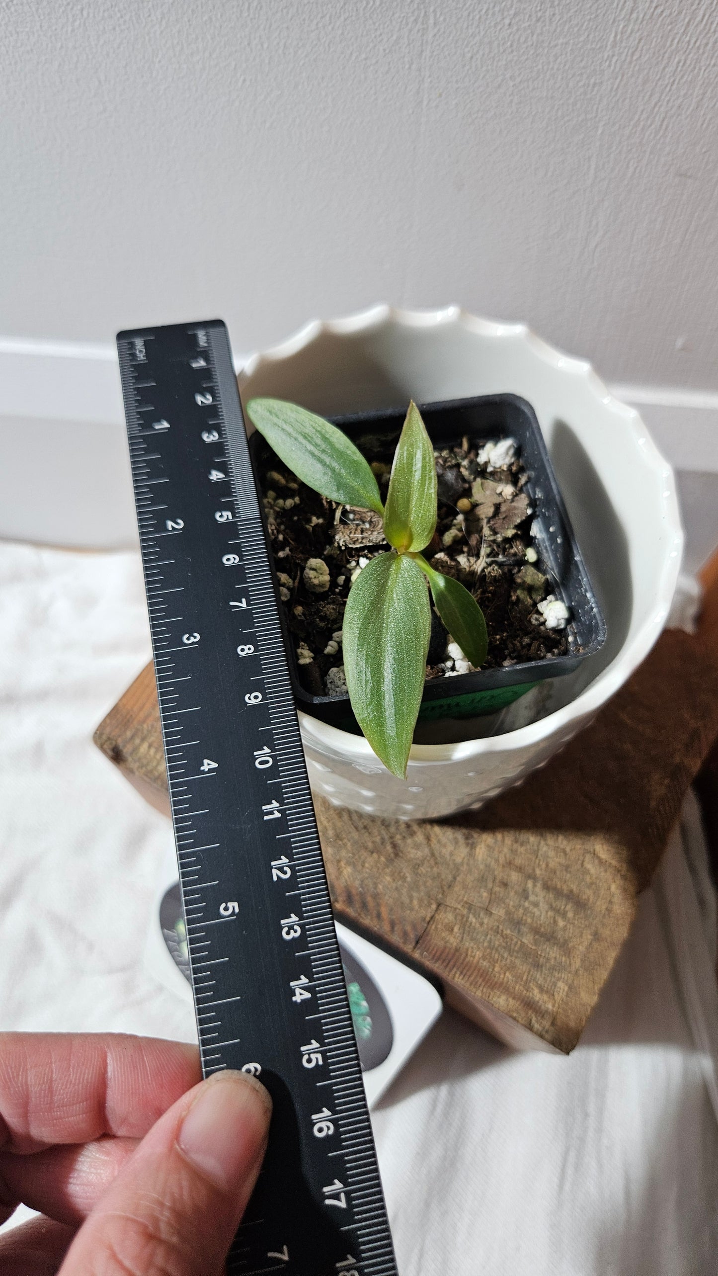 Philodendron Maximum (PHI-879)