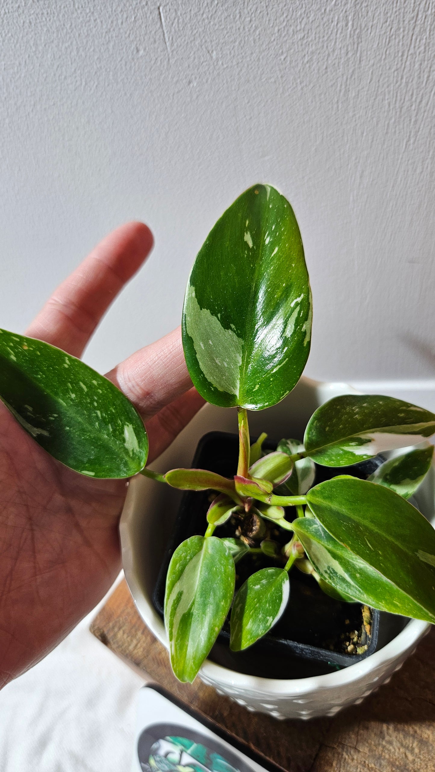 Philodendron White Princess (PHI-883)