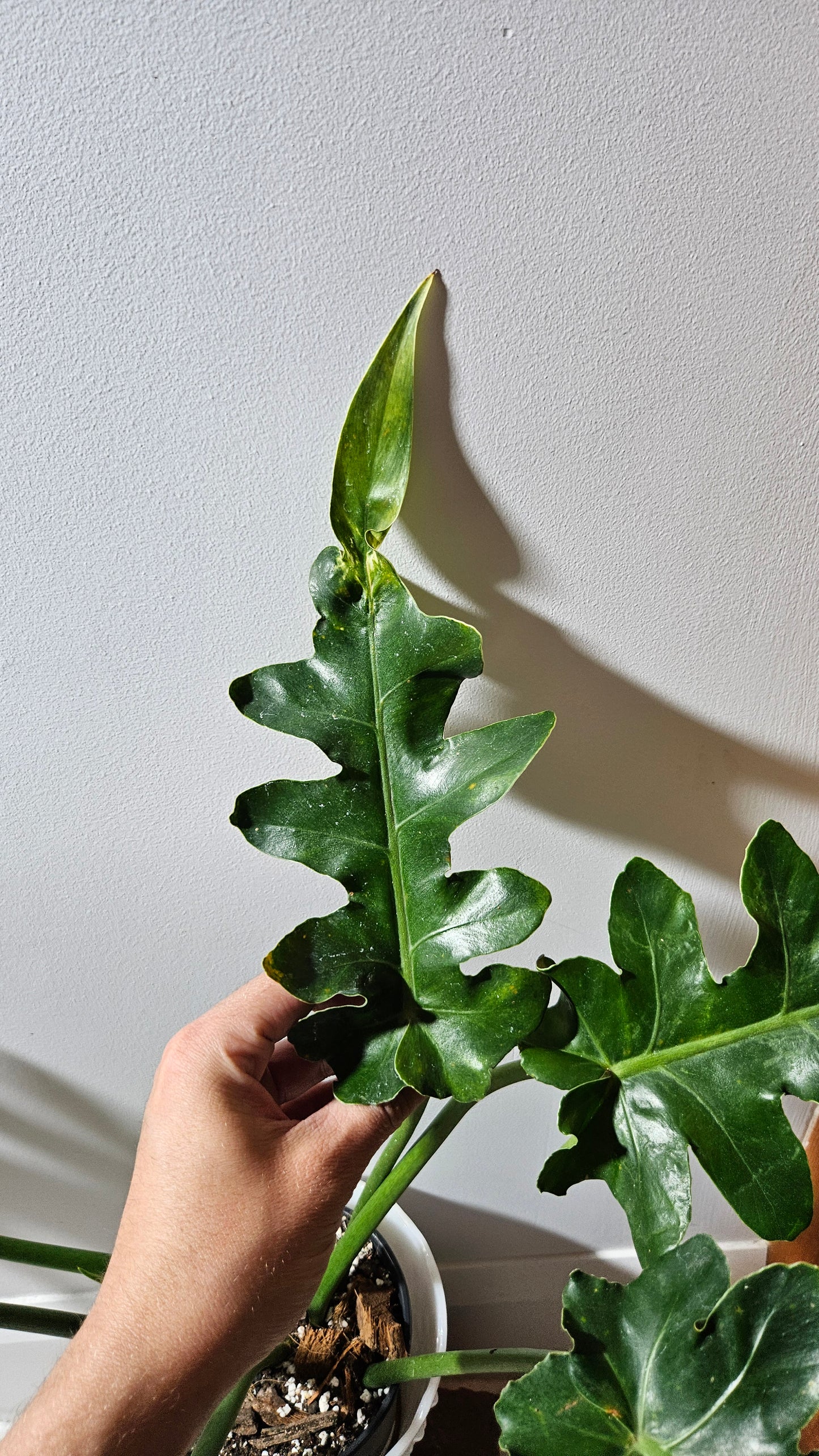 Philodendron Bob Cee (PHI-895)