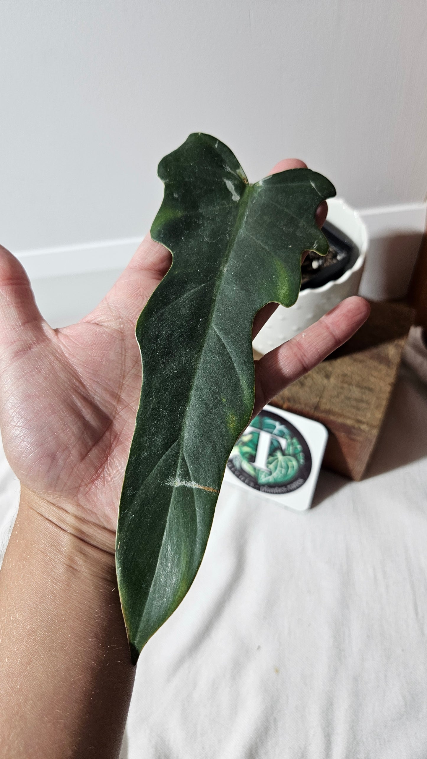 Philodendron Gothic Elegace /(Tortum X Spiritus Sancti) (PHI-933)