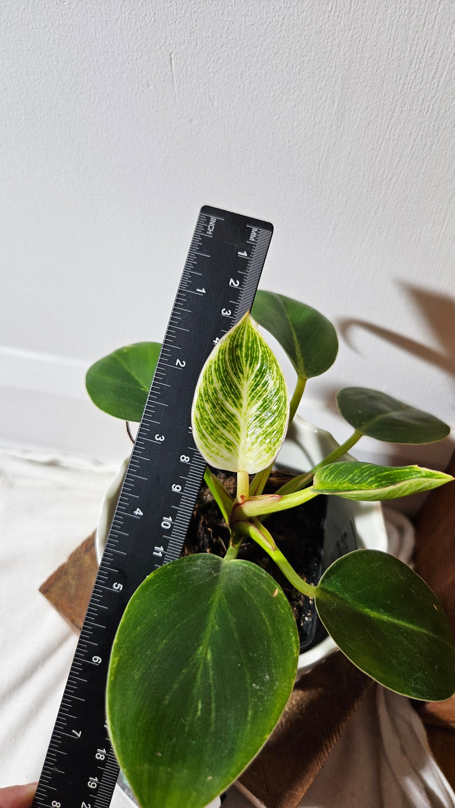 Philodendron Birkin (PHI-852)