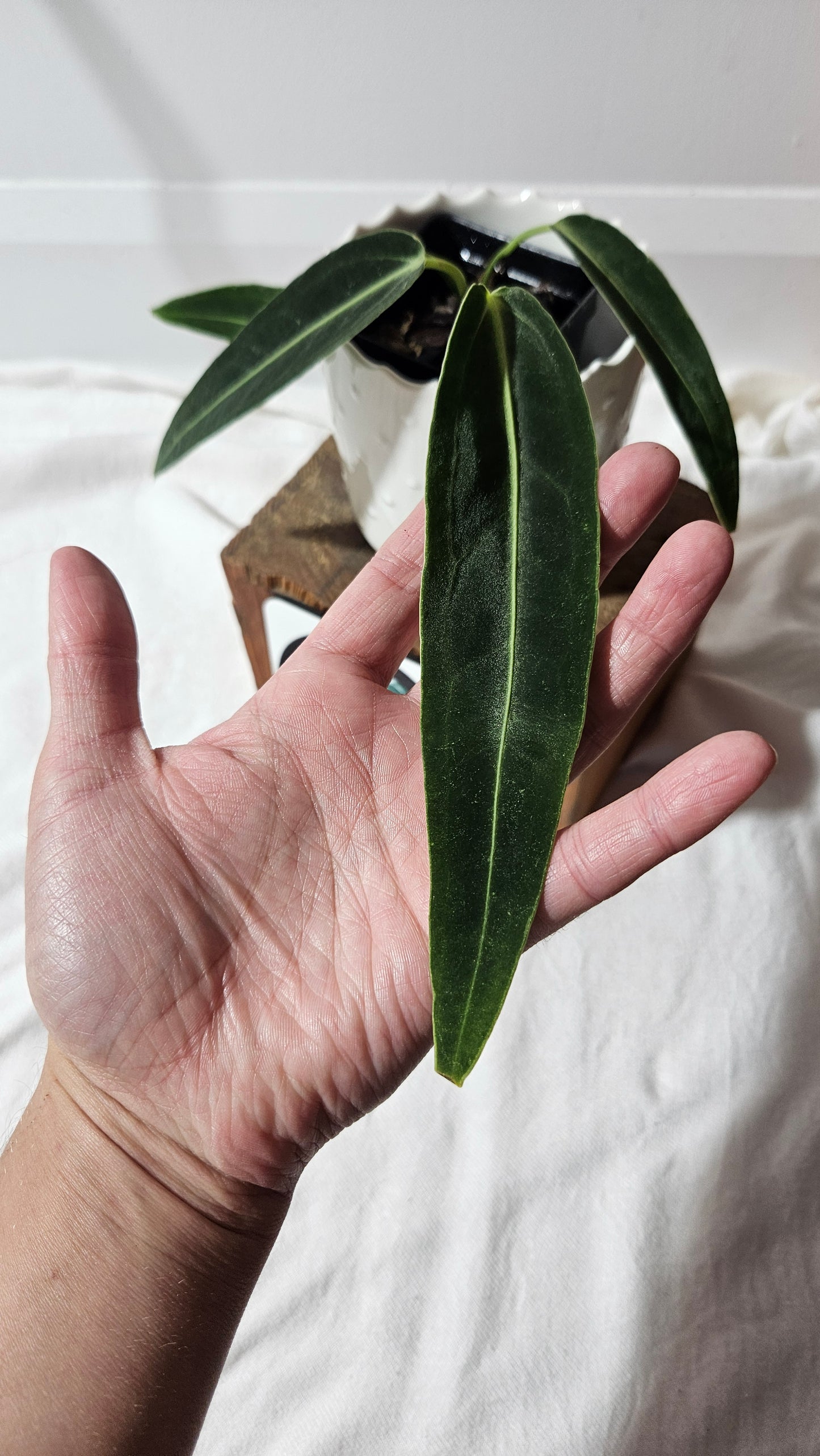 Anthurium Warocqueanum "format MOYEN"(ANT-424)
