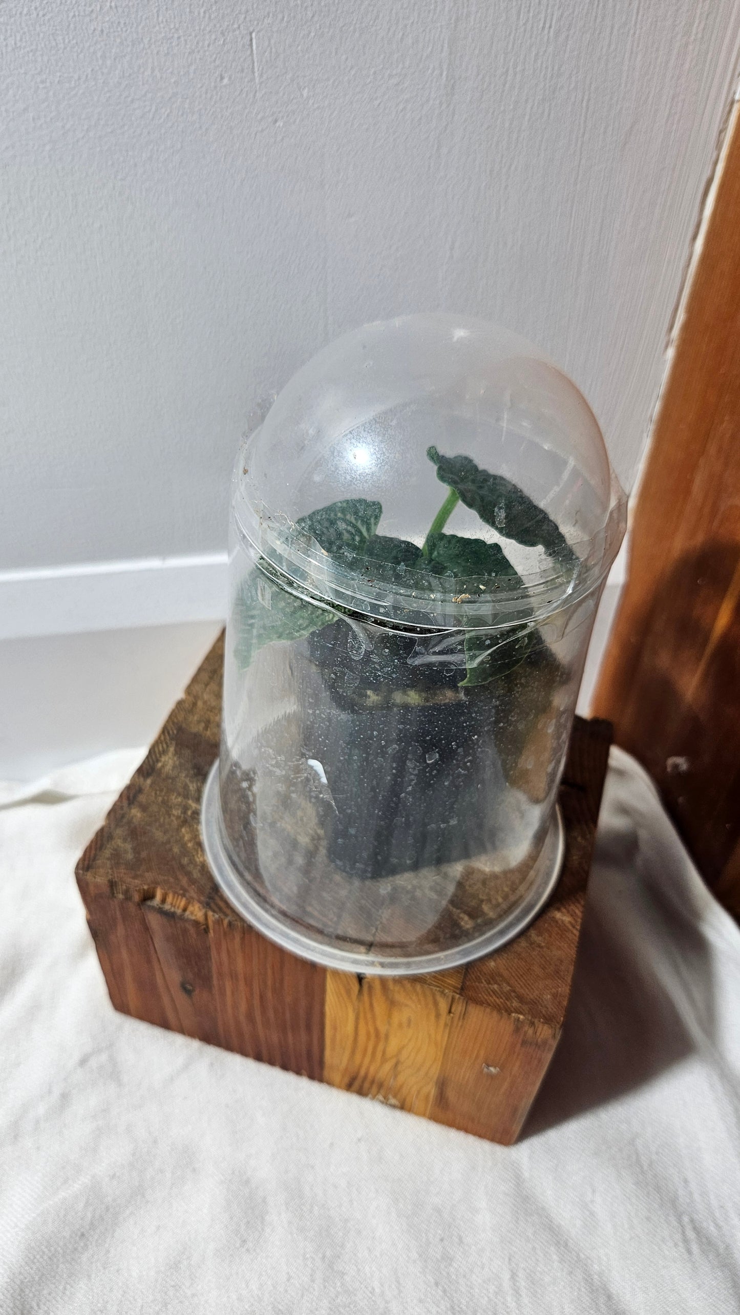 Anthurium Splendidum "format PETIT" (ANT-628)