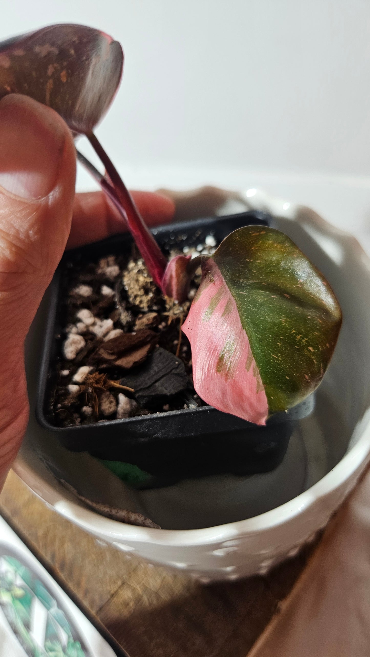 Philodendron Black Cherry (PHI-799)