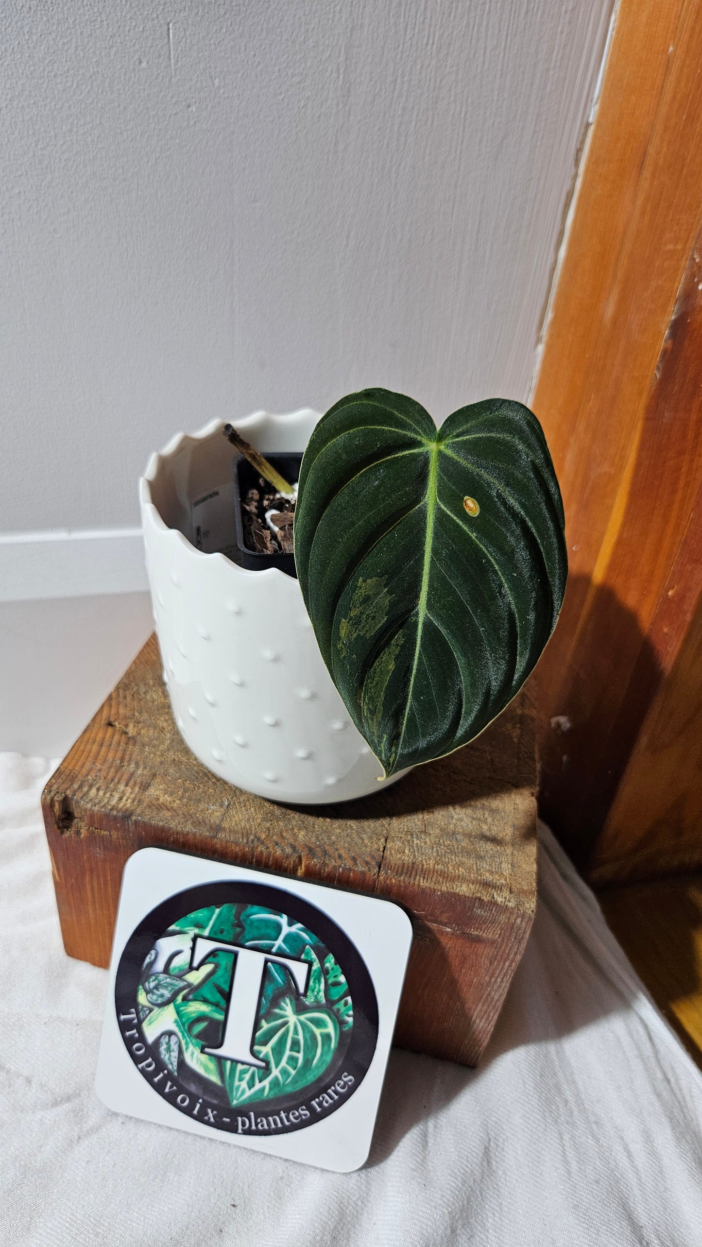 Philodendron Melanochrysum Variegata (PHI-868)