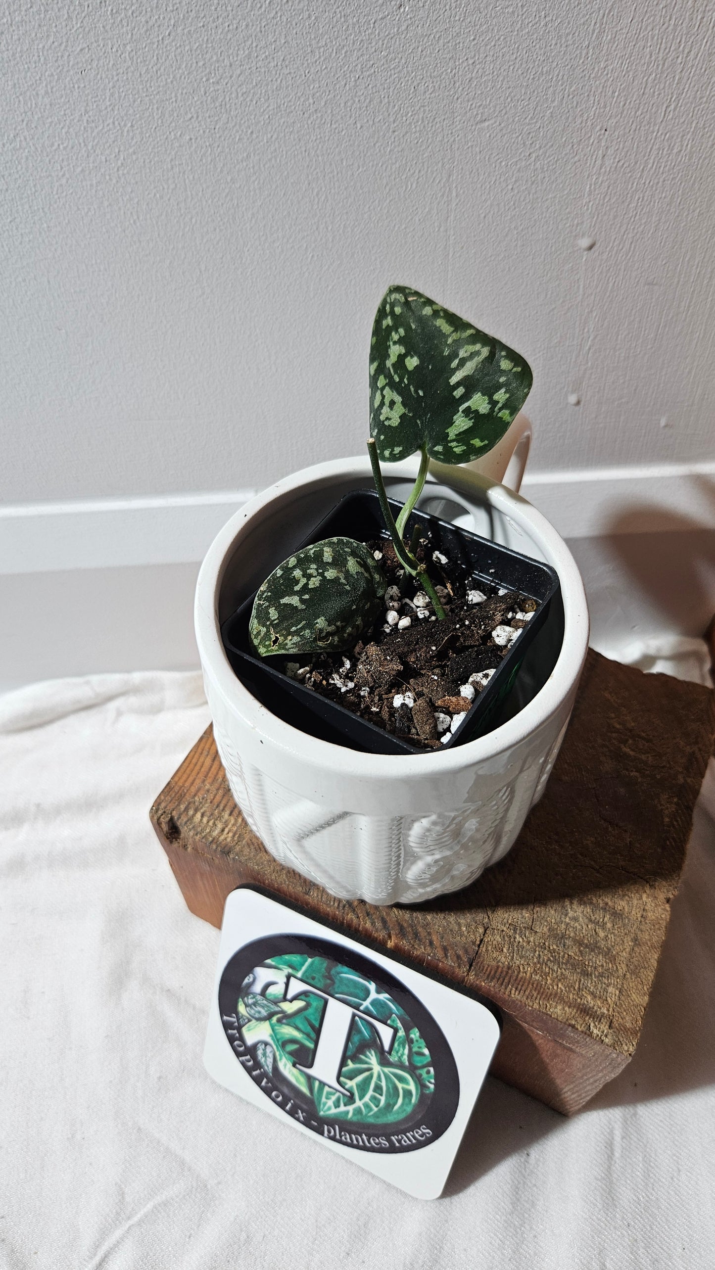 Scindapsus Tricolor Dark Form (SCI-1133)
