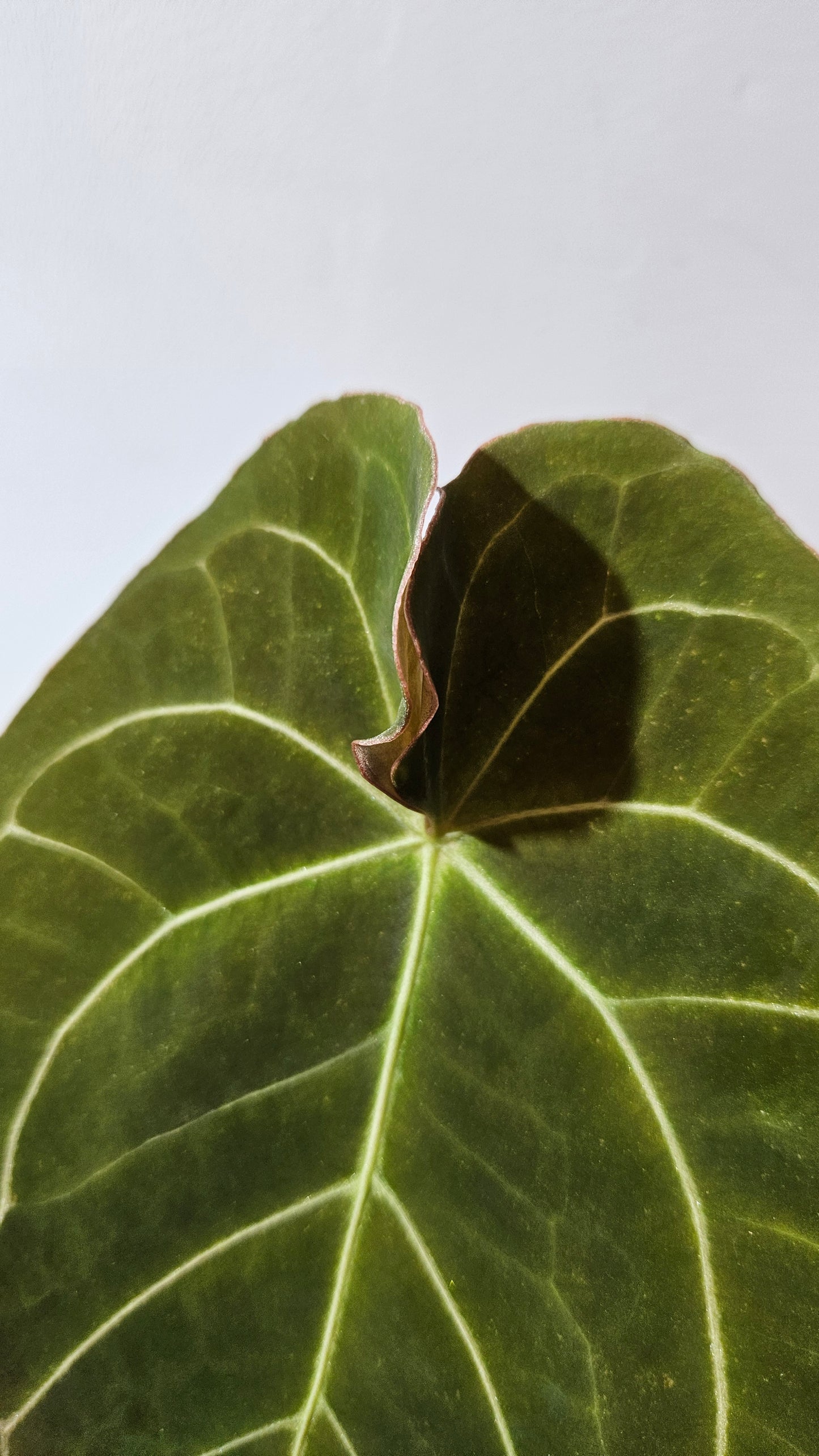 Anthurium Dressleri × Hoffmanii "format LARGE" (ANT-523)