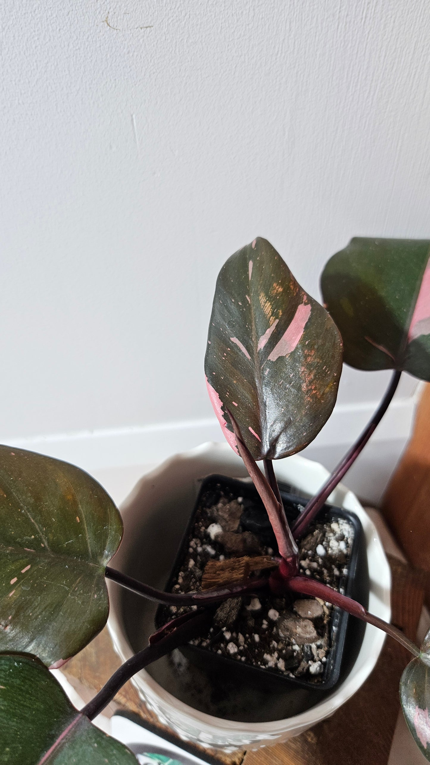 Philodendron Black Cherry (PHI-711)