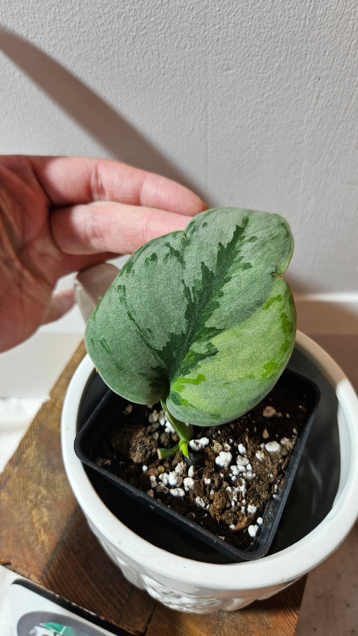 Scindapsus Yupa (SCI-1271)