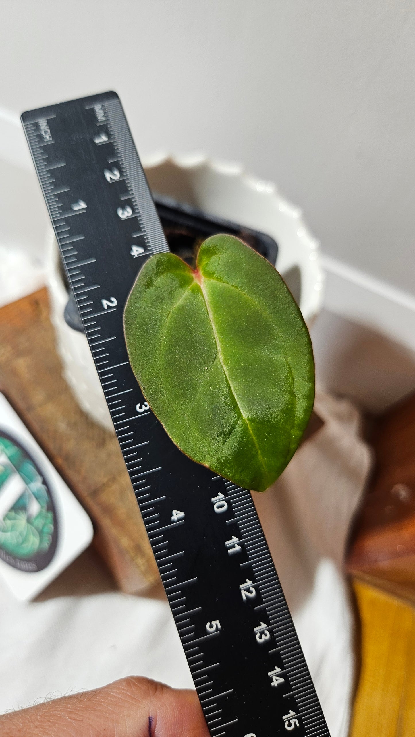 Anthurium Red Stem "format PETIT" (ANT-514)