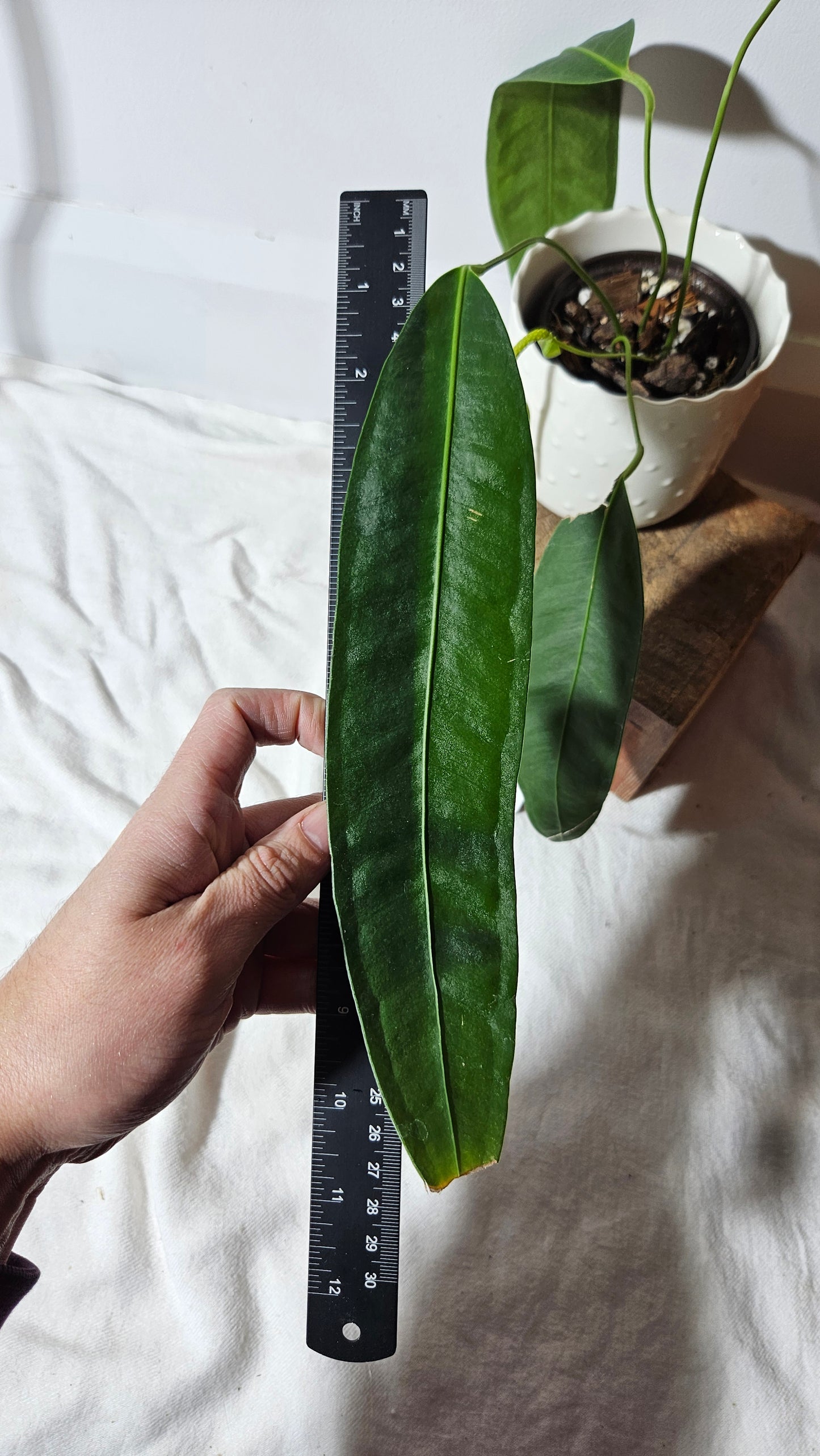 Anthurium Wendlingeri Aff "LARGE format" (ANT-267)