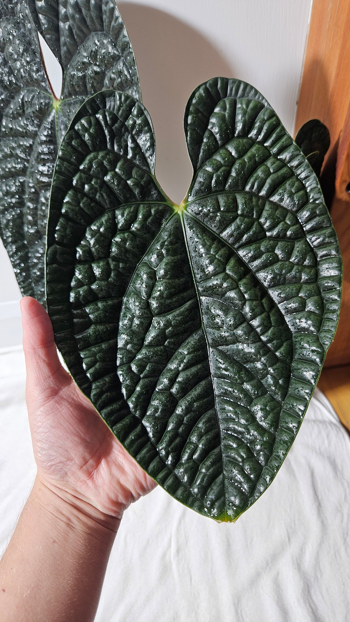 Anthurium Luxurians Dark "format XLARGE" (ANT-422)