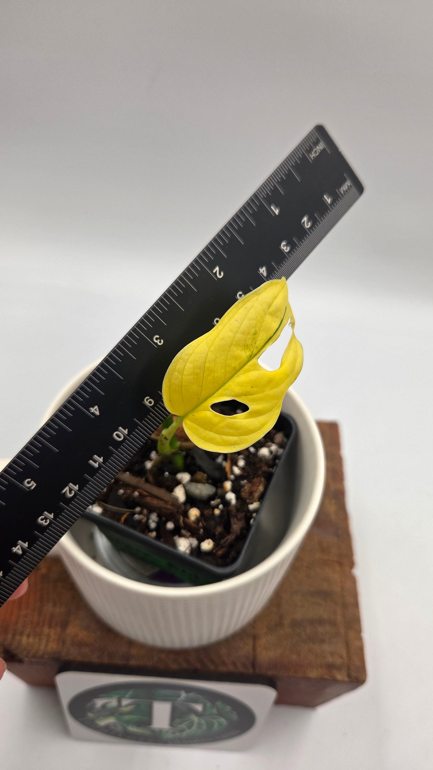 Monstera Andasonii Archipelago Ghost (MON-563)