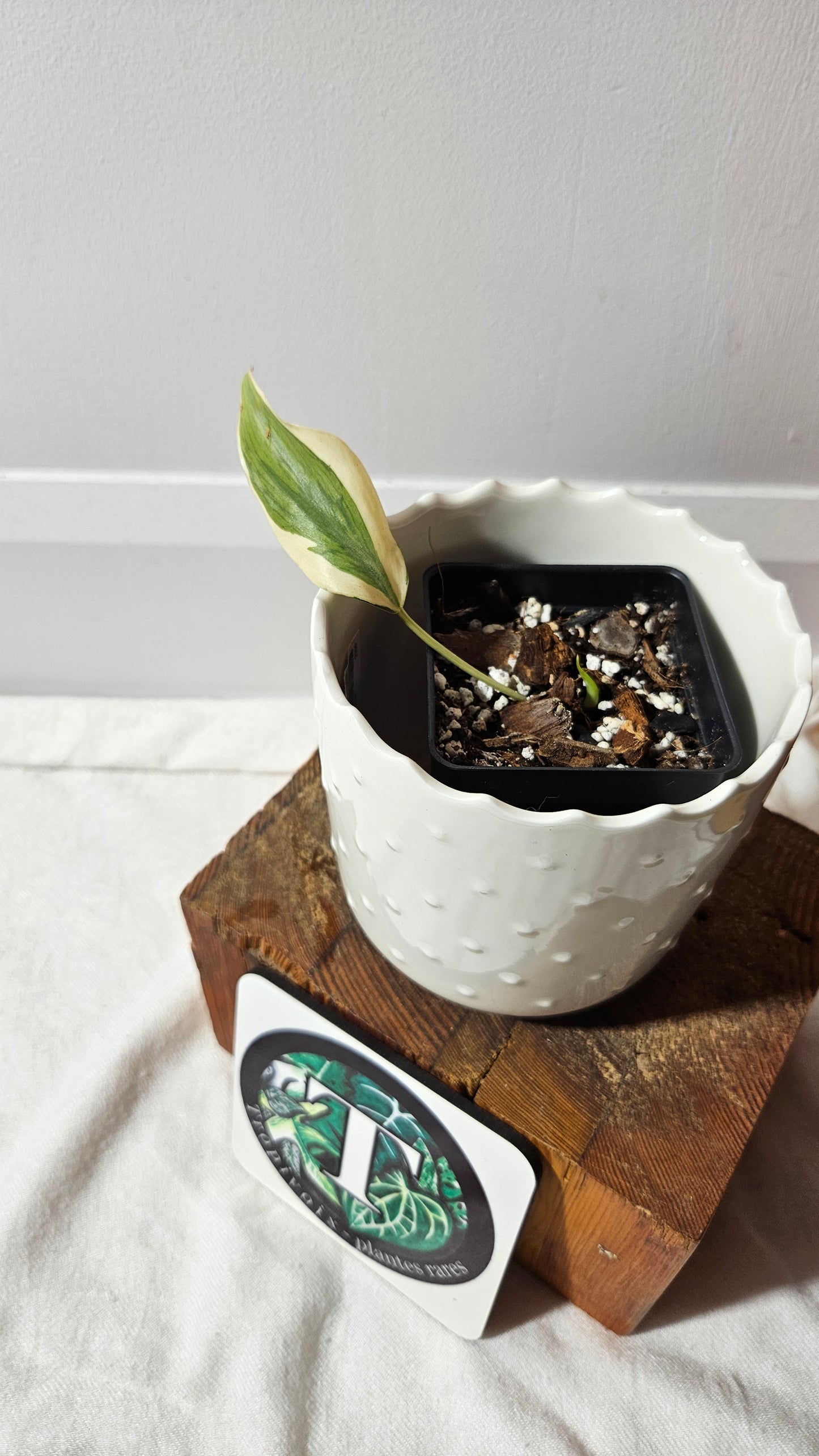 Philodendron Hederaceum Rio (PHI-805)