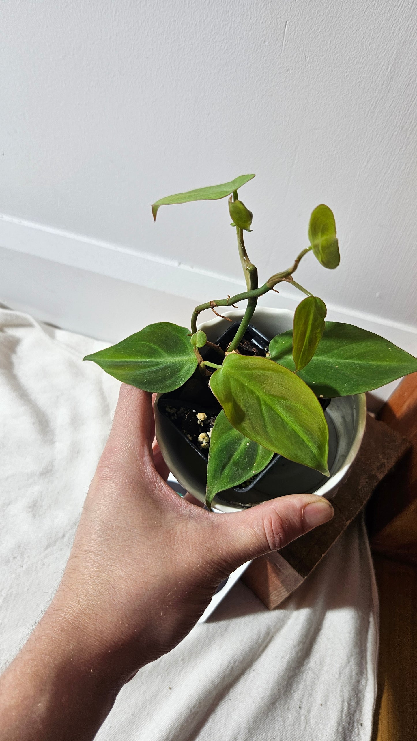 Philodendron Camposportoanum (PHI-780)