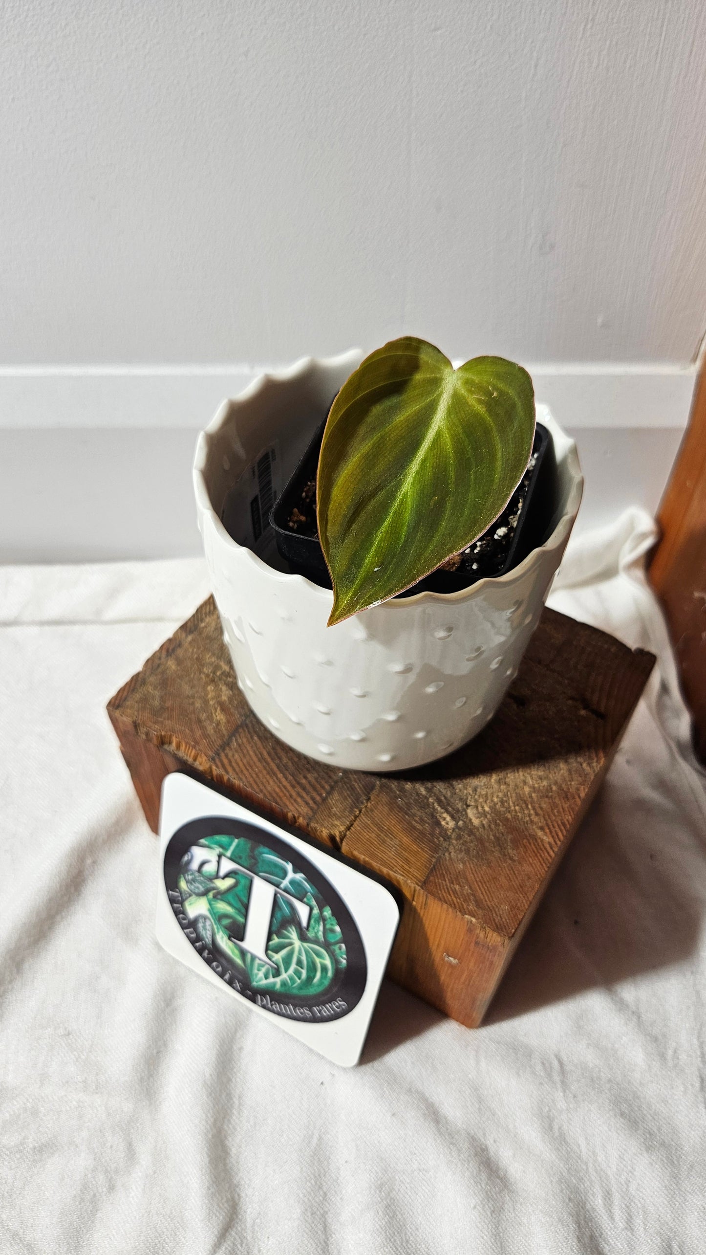 Philodendron Glorious (PHI-813)
