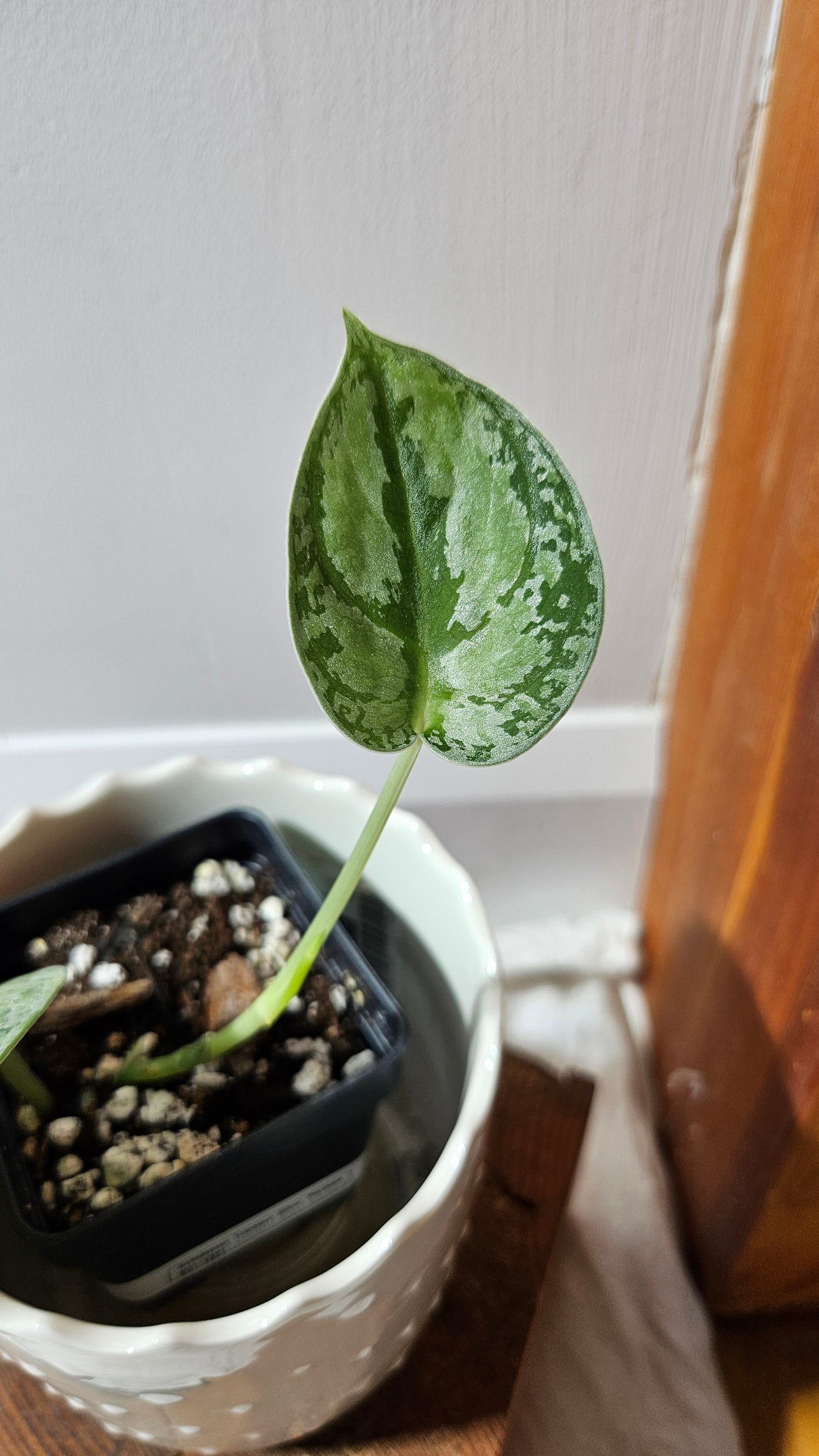 Scindapsus Tricolore silver Platinum (SCI-1321)