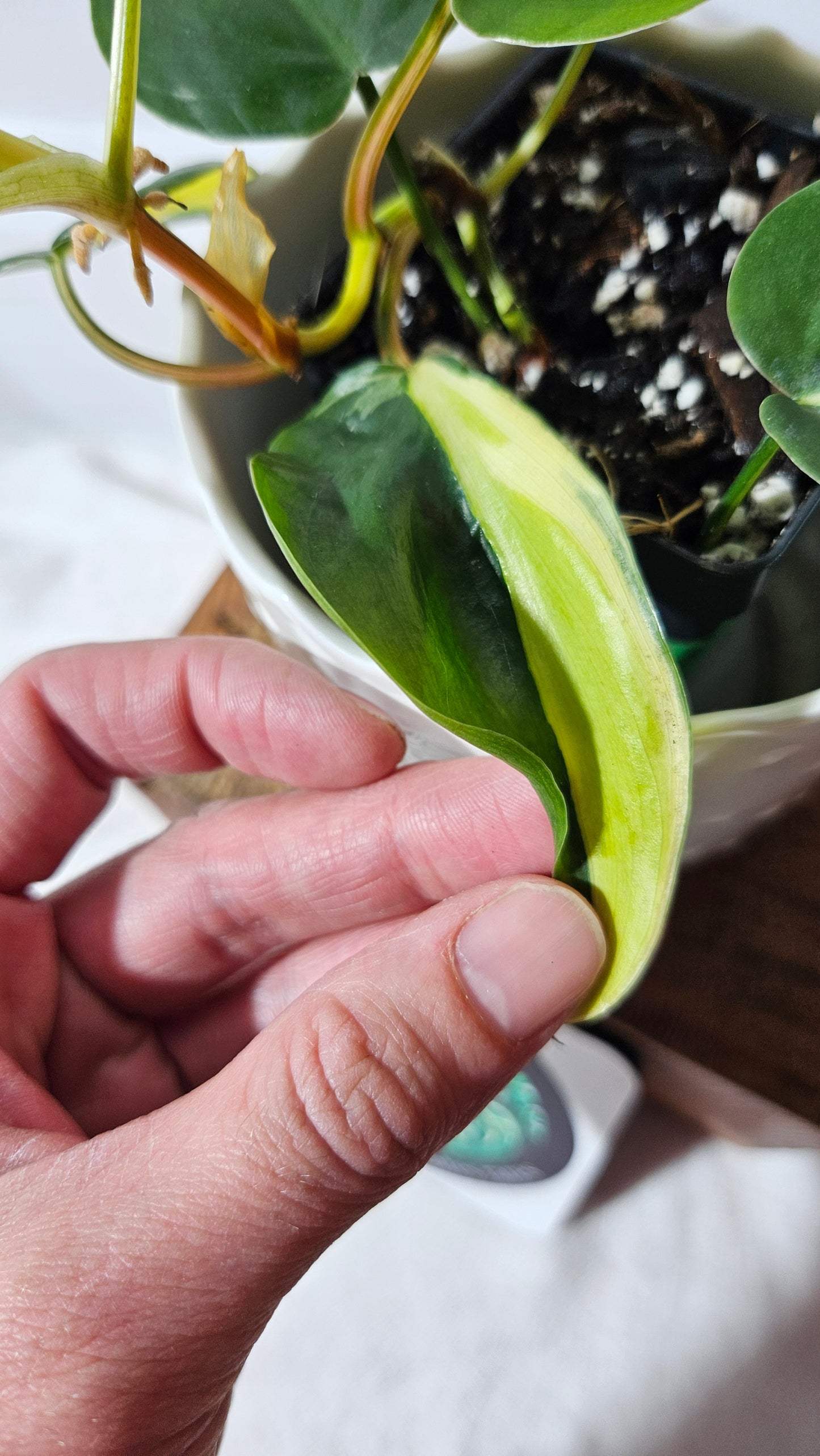 Philodendron Hederaceum Silver Stripe (PHI-734)