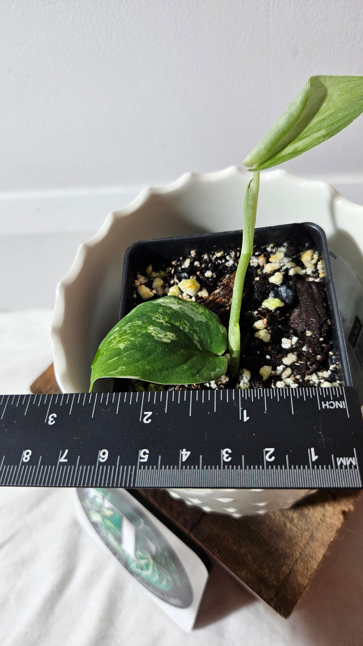 Scindapsus Mangurai (SCI-721)