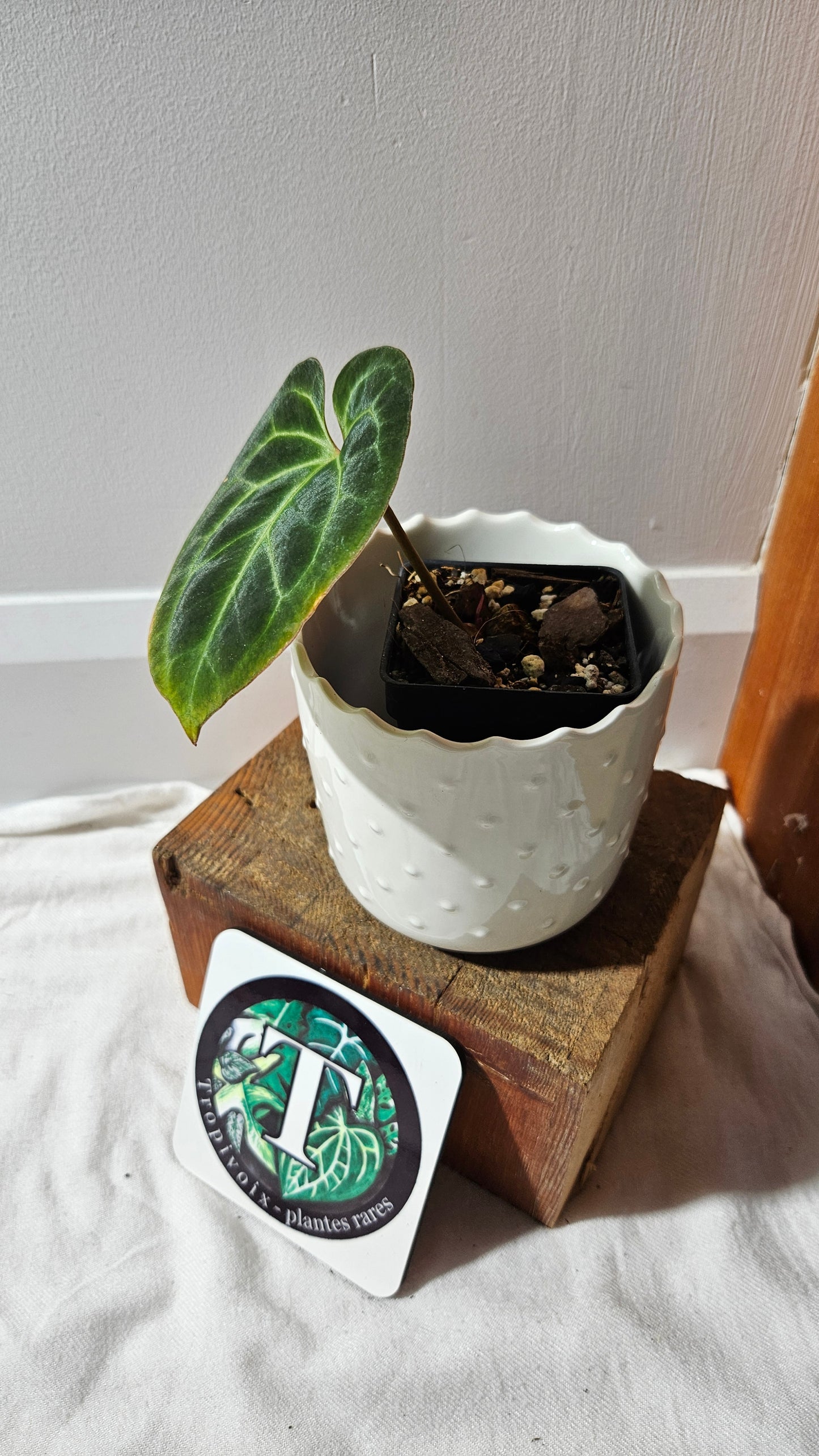 Anthurium Besseae Aff "Format PETIT" (ANT-441)