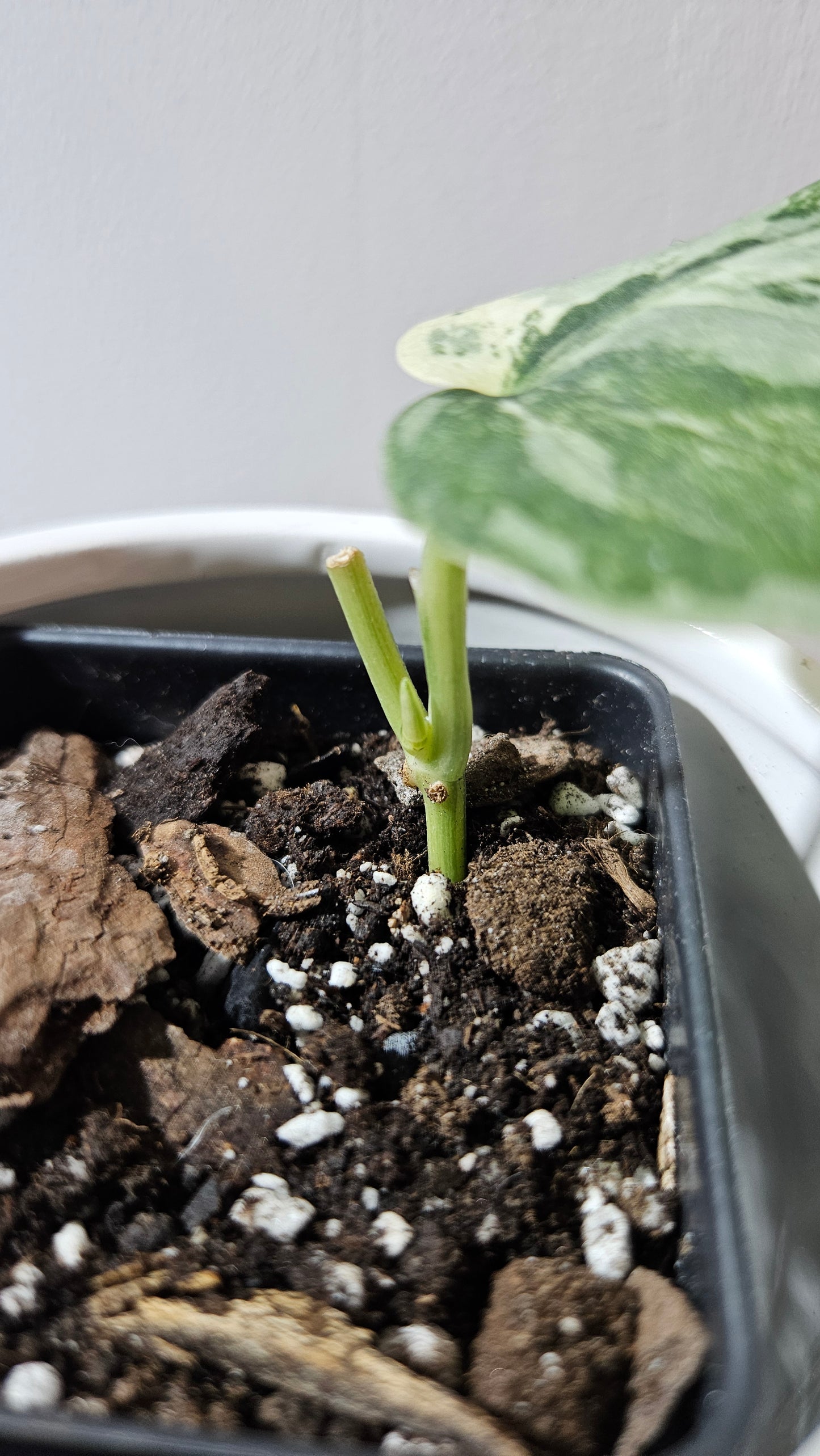 Scindapsus dark Satin Albo (SCI-1100)