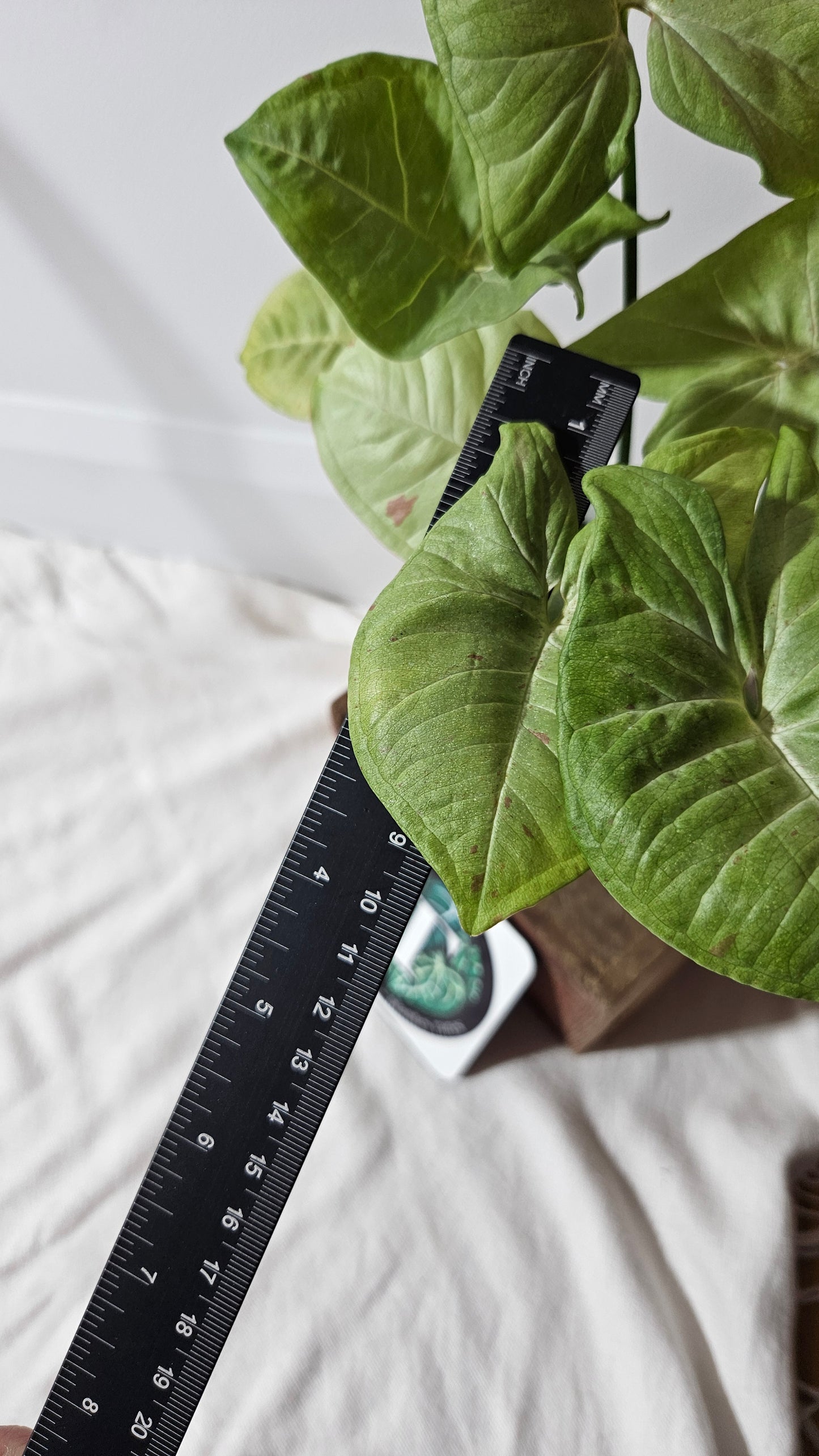 Syngonium Milk Confetti (SYN-391)