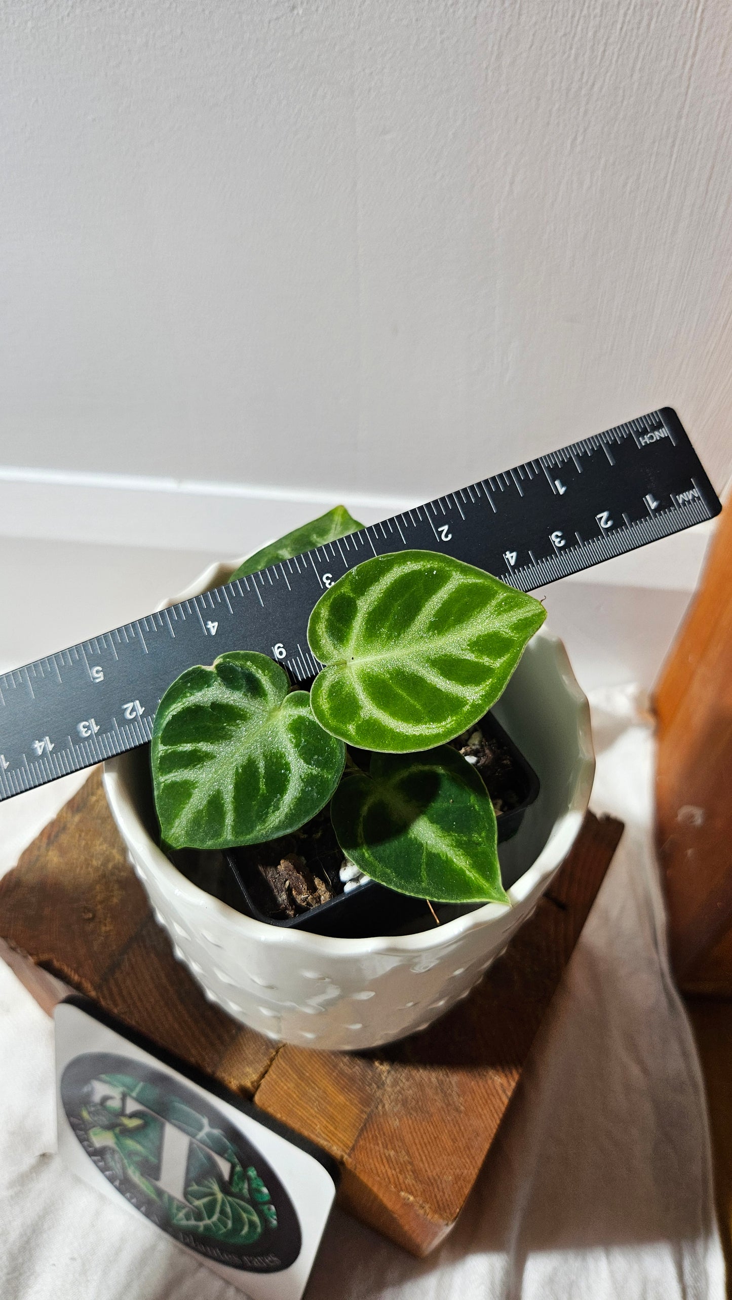 Anthurium Dorayaki Silver "format PETIT"( ANT-580)