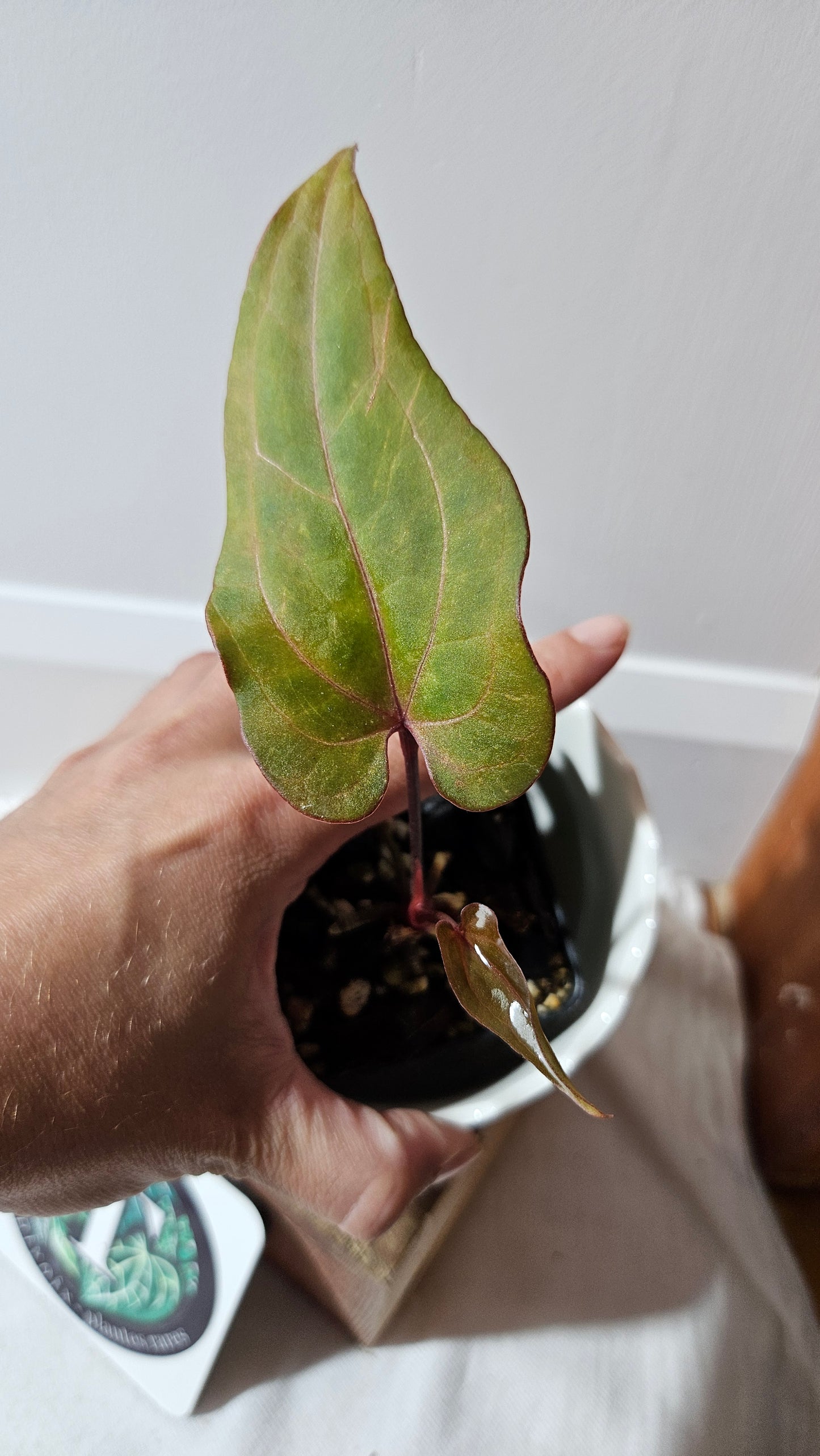 Anthurium Red Stem "format PETIT" (ANT-515)