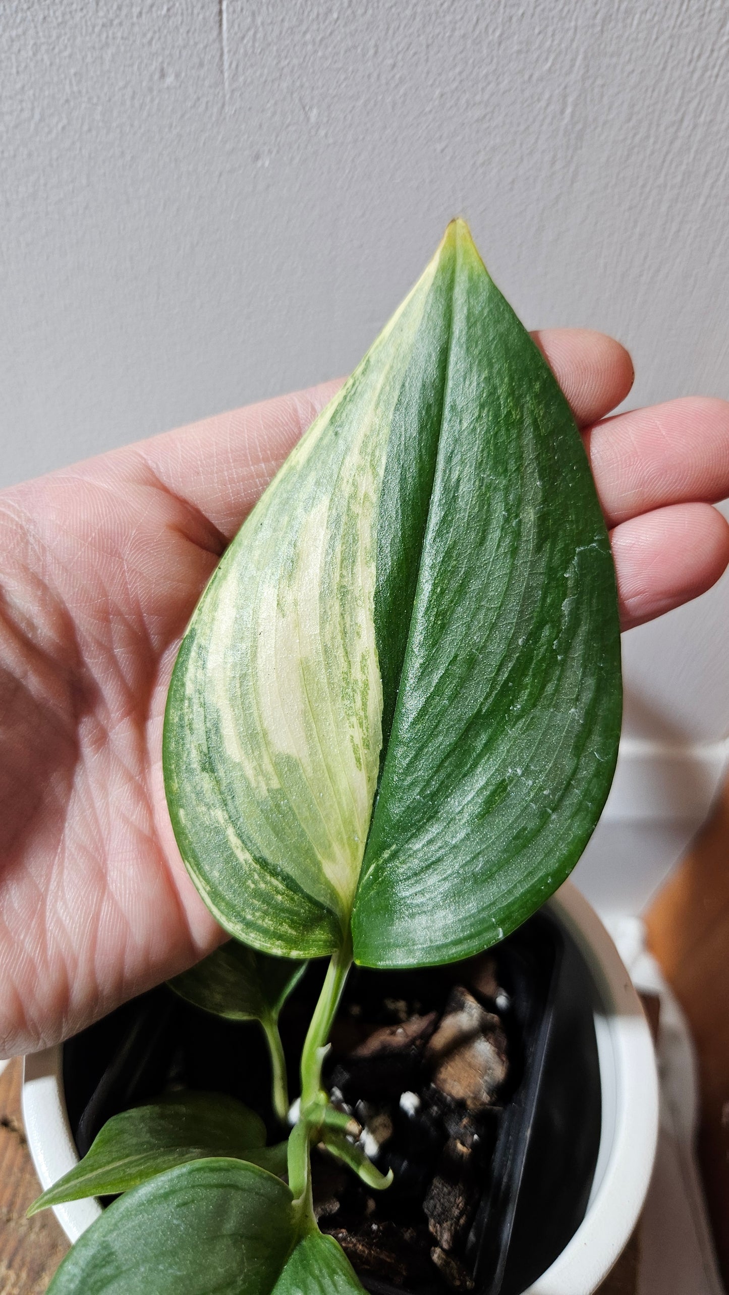 Scindapsus Rubicon (SCI-1110)
