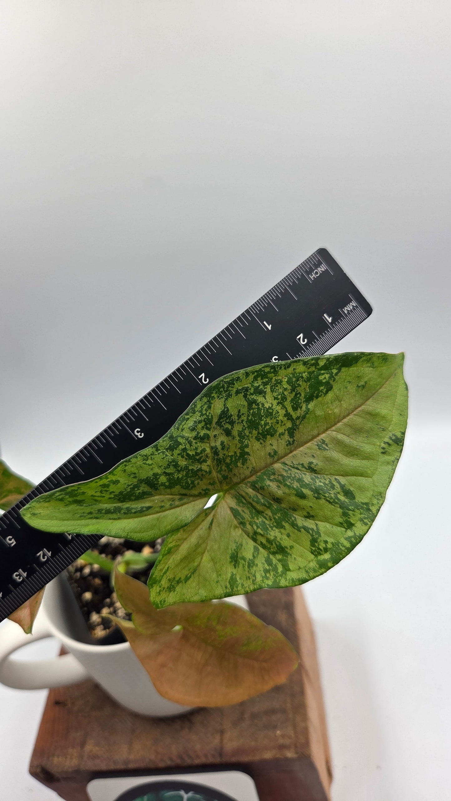Syngonium Pink Flecked (SYN-519)