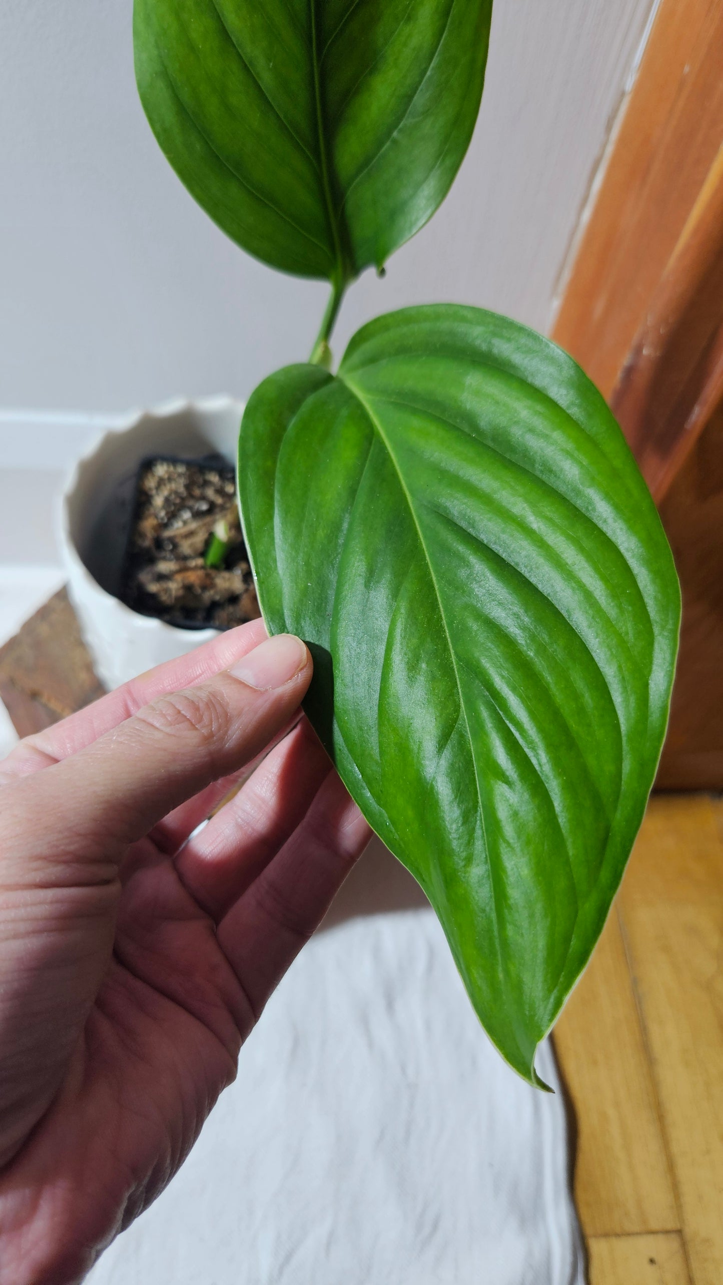 Monstera Obliqua Aff Limon (MON-432)