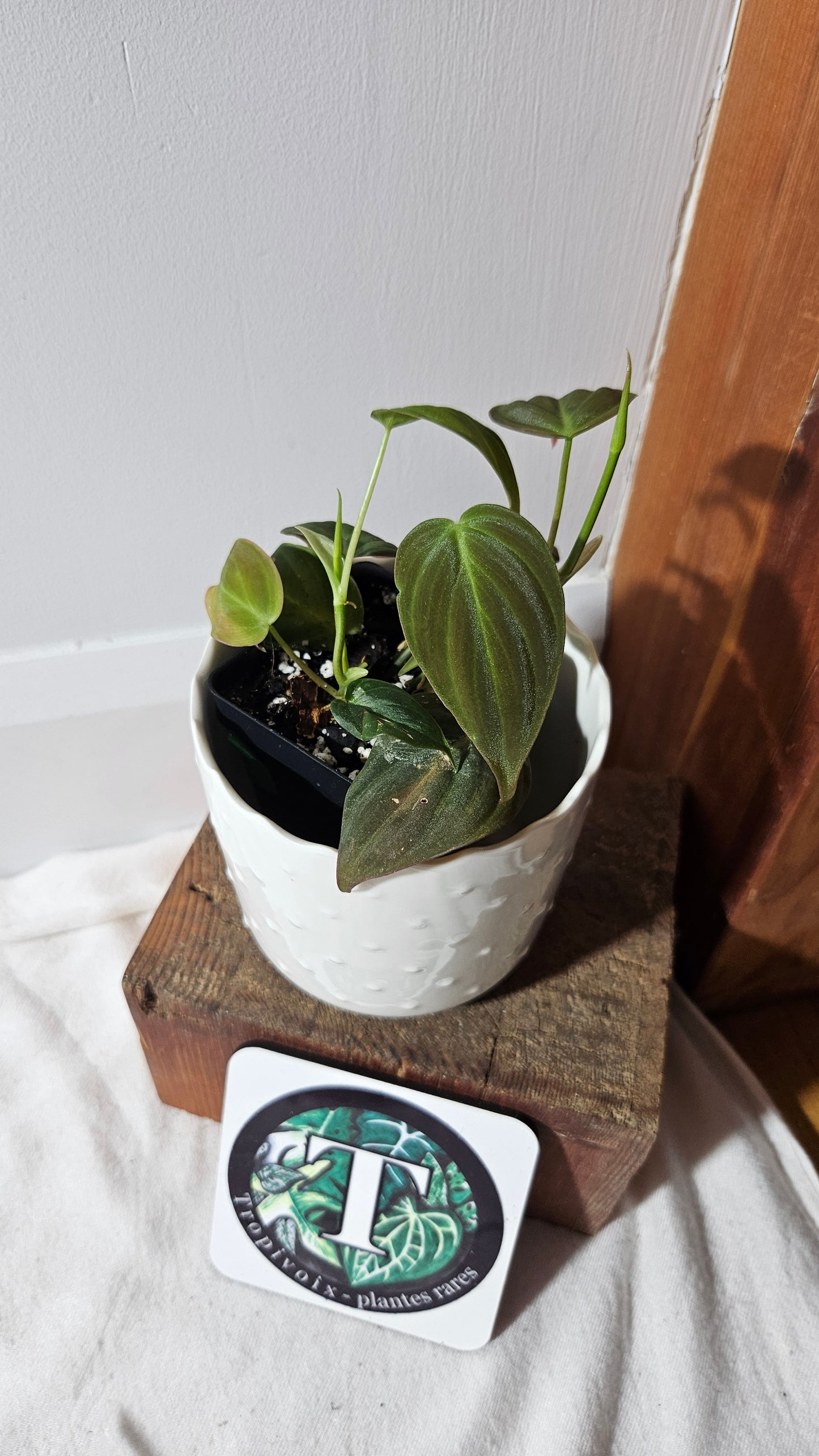 Philodendron Mican Var. REVERT (PHI-787)