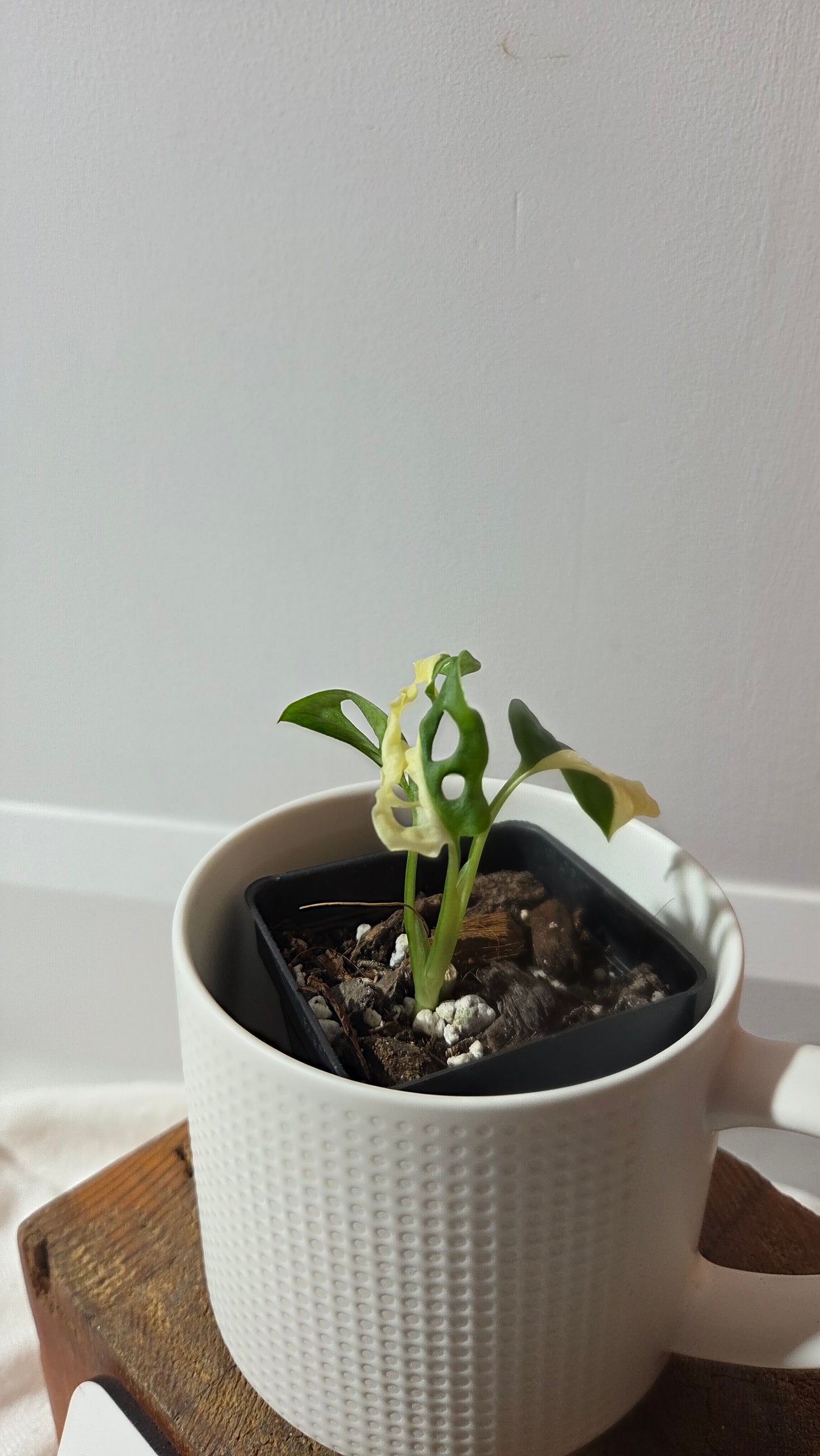 Monstera Andasonii Albo (MON-493)