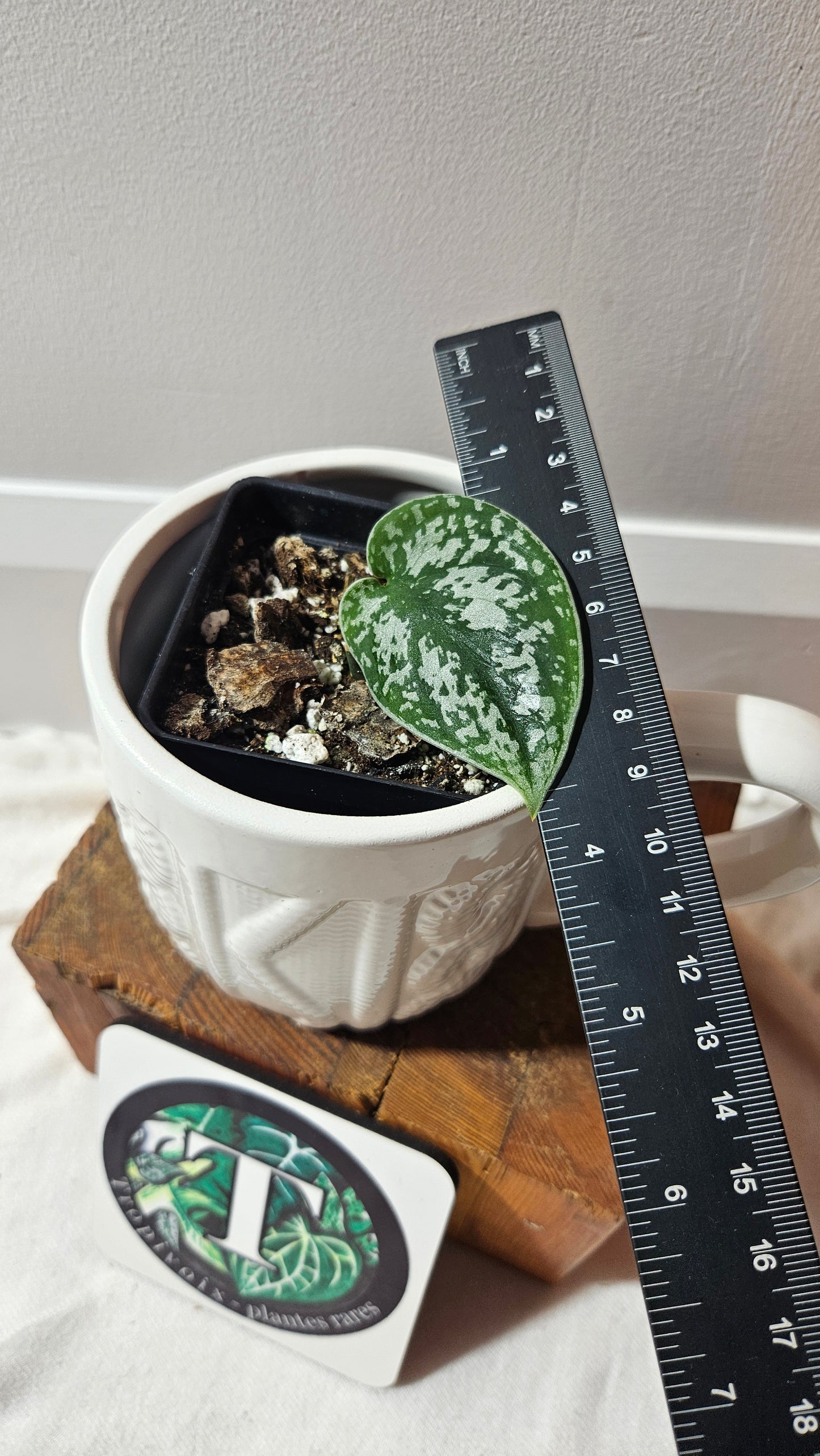 Scindapsus Silver Queen (SCI-1185)
