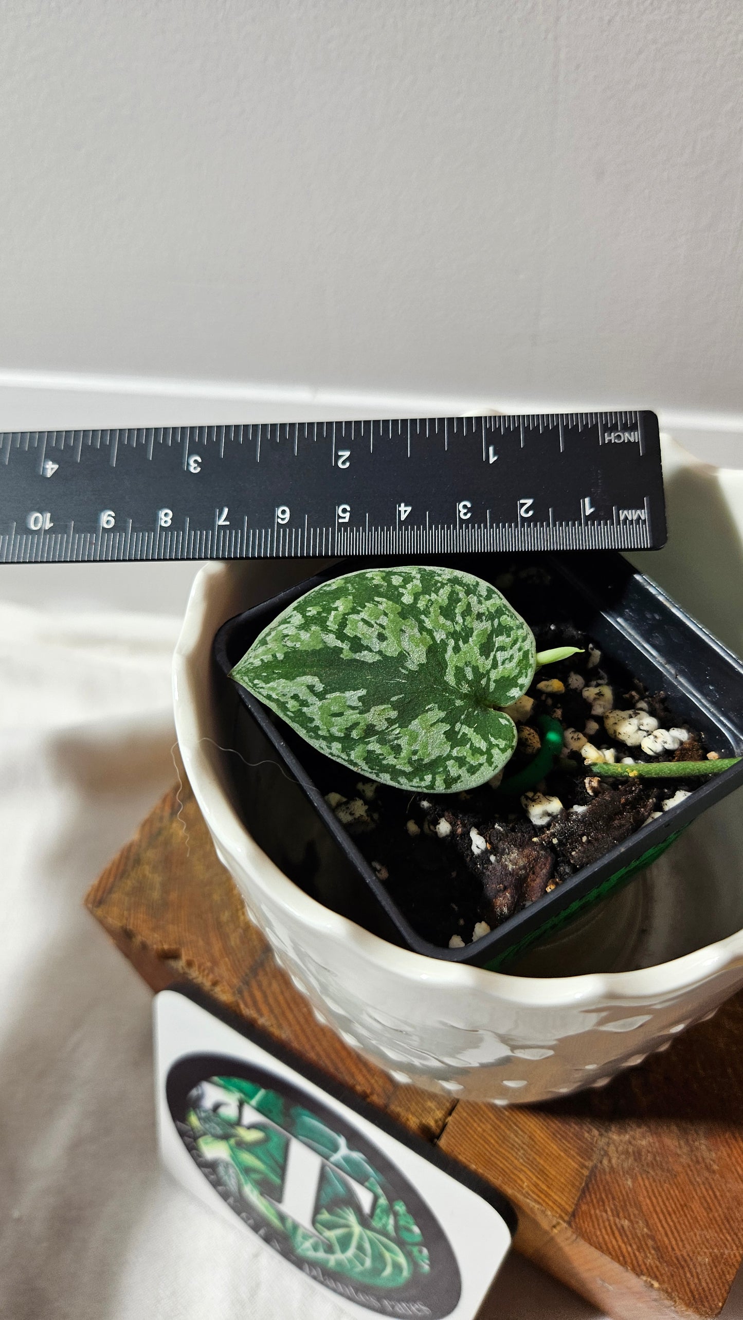Scindapsus Tricolore silver Platinum (SCI-1319)