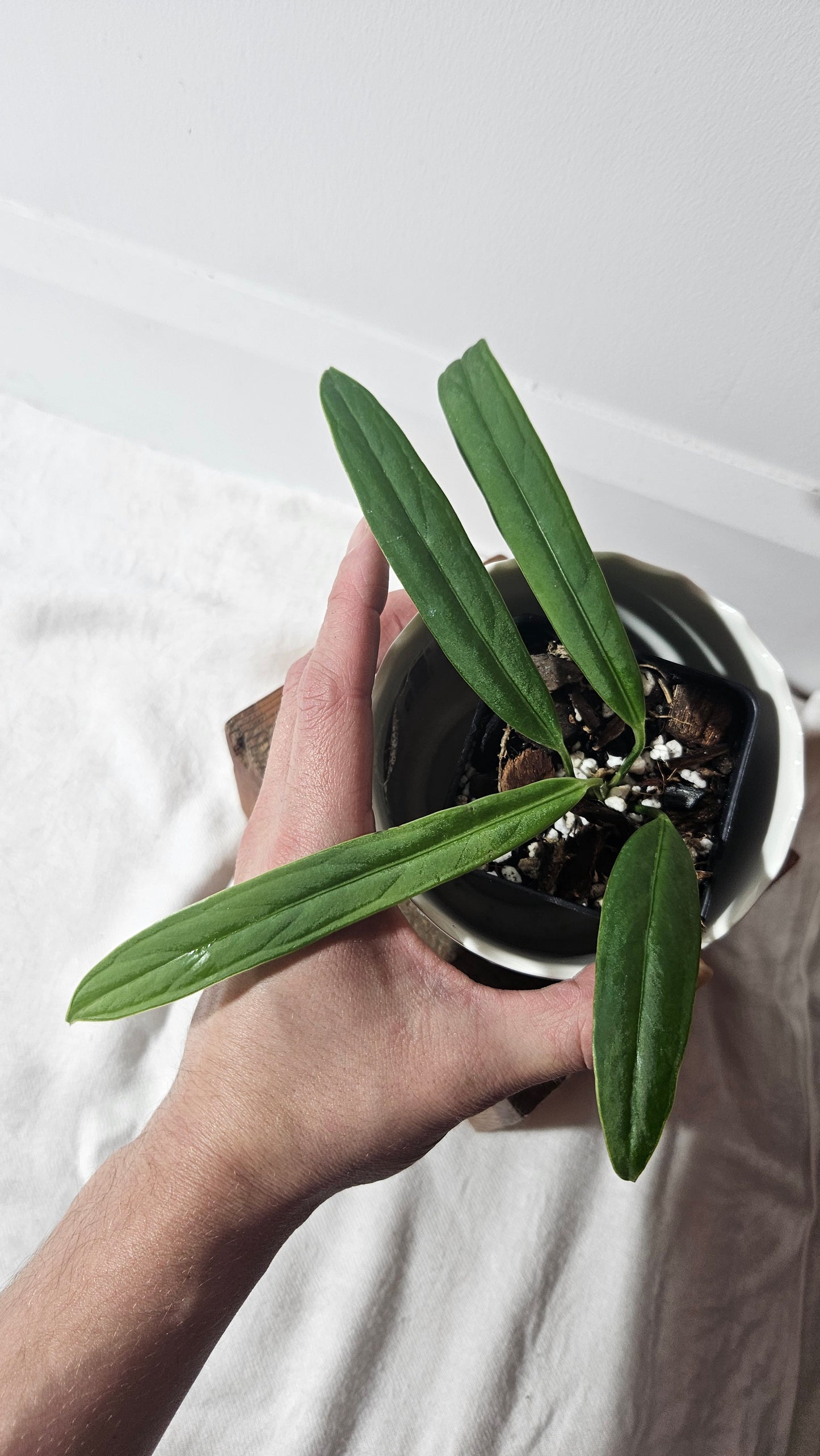 Anthurium Ceronii Aff "format SEEDLING"(ANT-401)