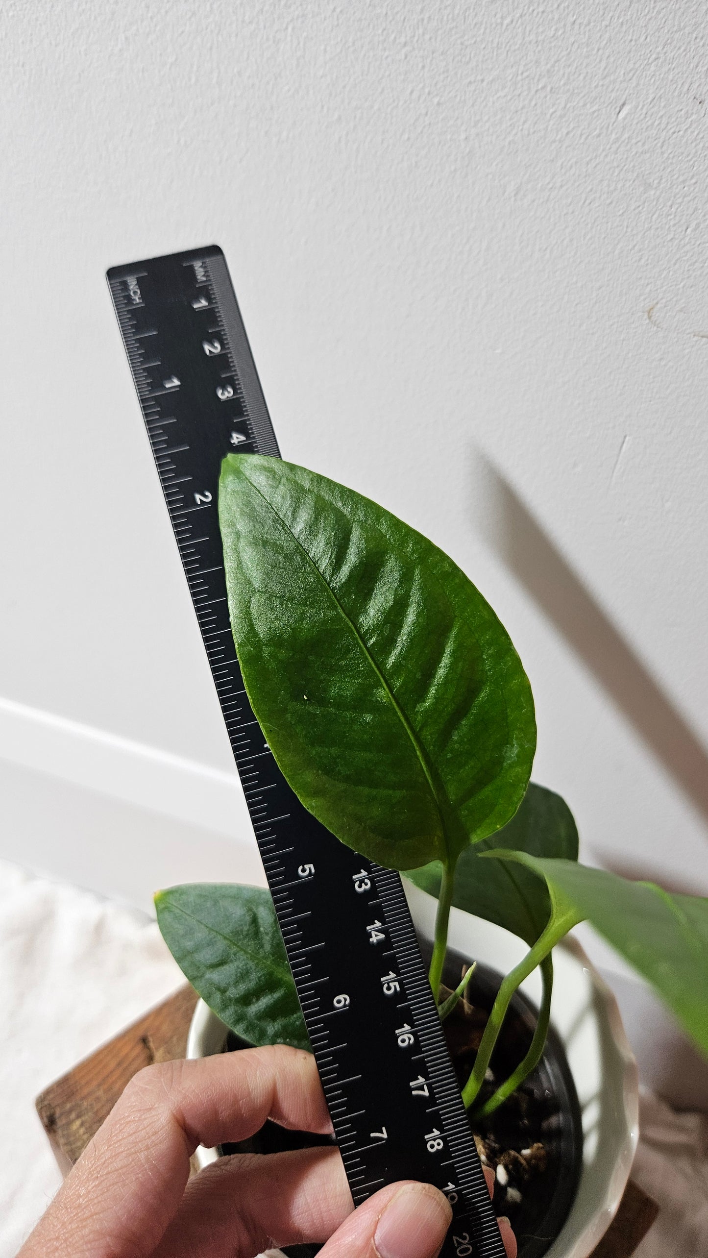 Anthurium Palaquense "format PETIT" (ANT-484)