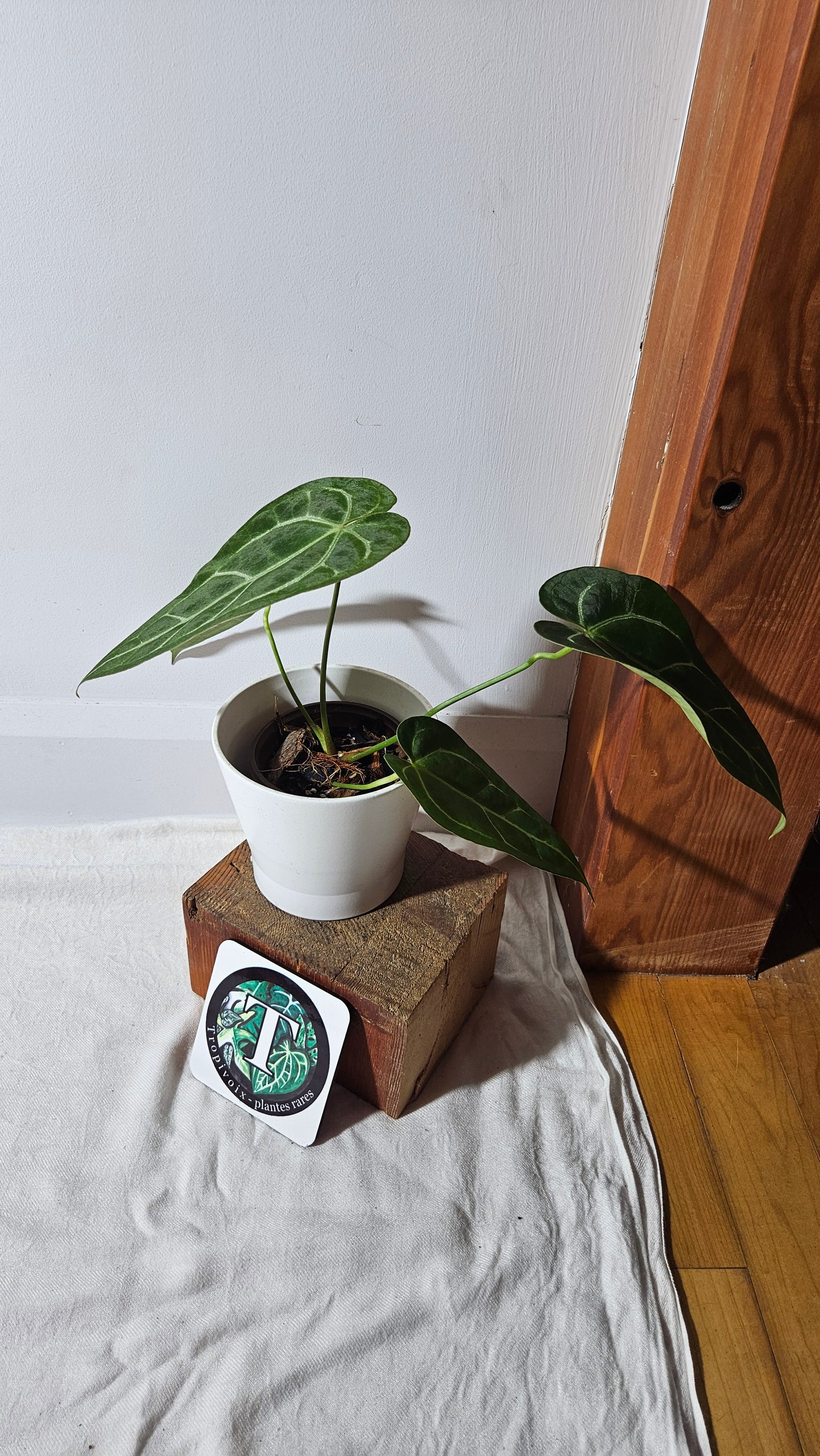 Anthurium Forgetti X Magnificum "format MOYEN/LARGE" (ANT-410)