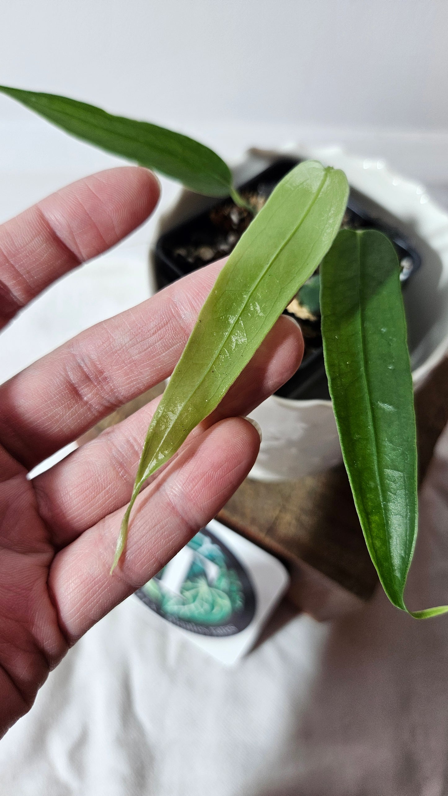 Anthurium Ecuadorense "format PETIT" (ANT-413)