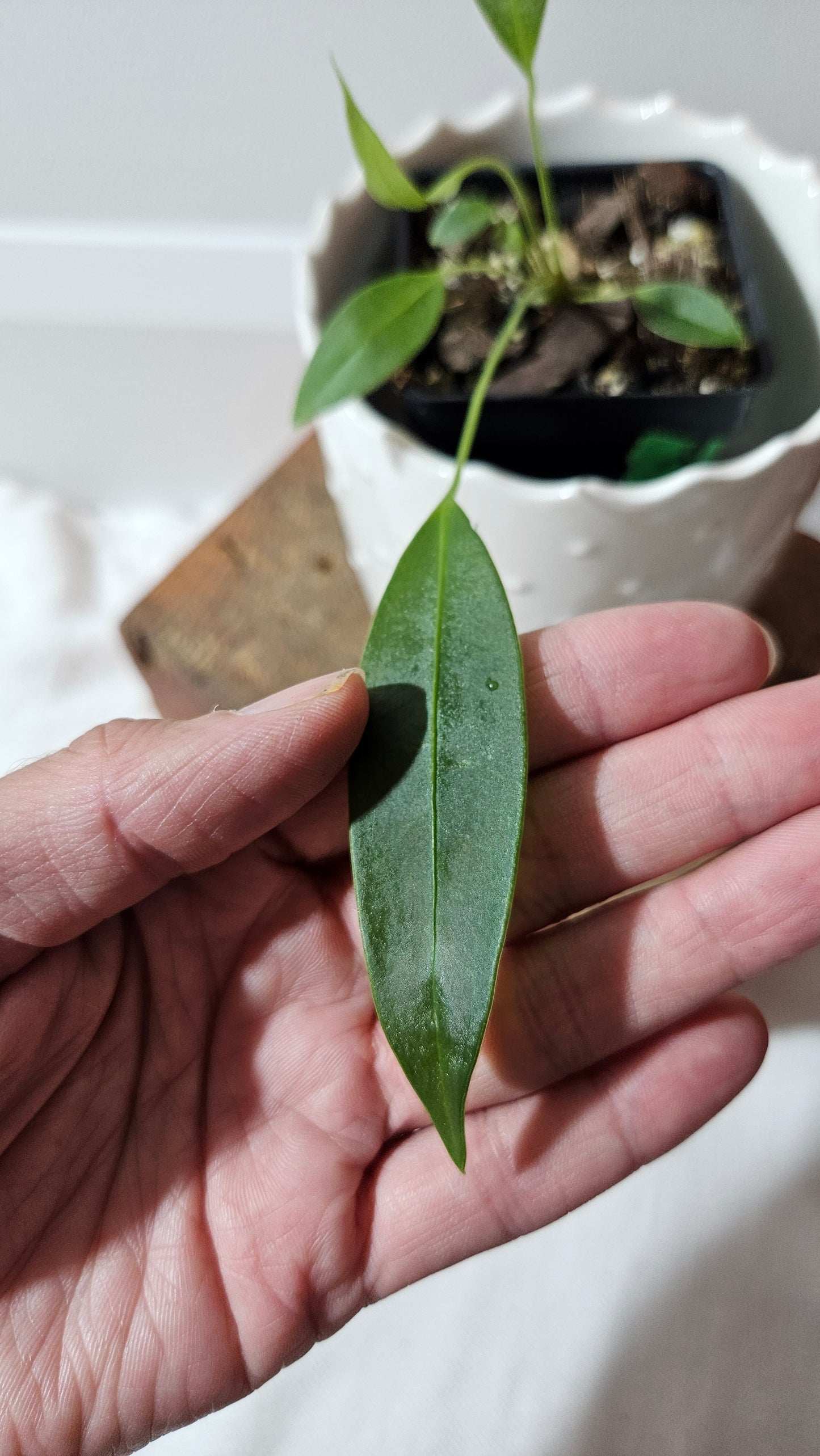 Anthurium Wendlingeri Aff "format PETIT" (ANT-536)