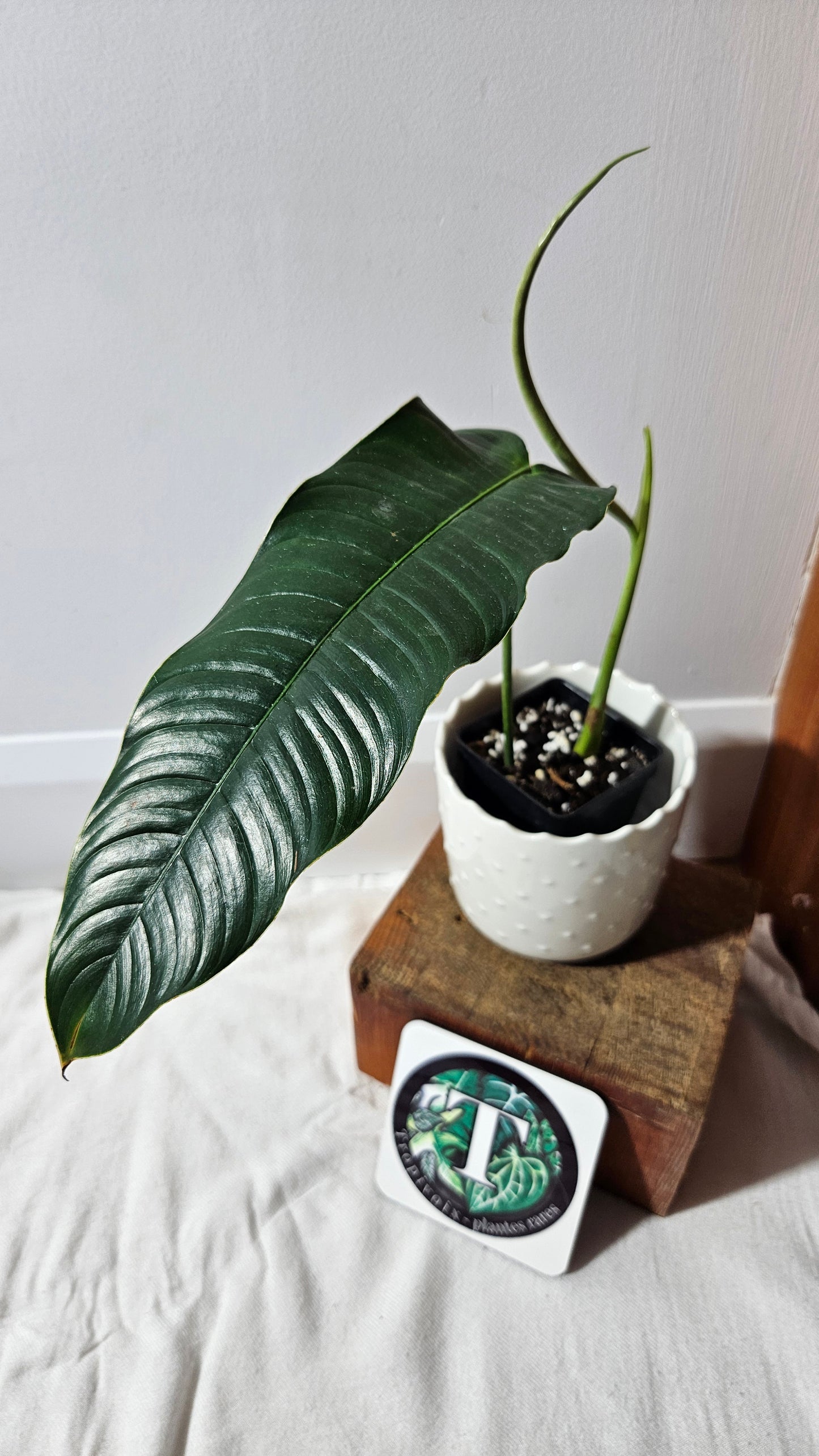 Philodendron Scherbericii (PHI-932)