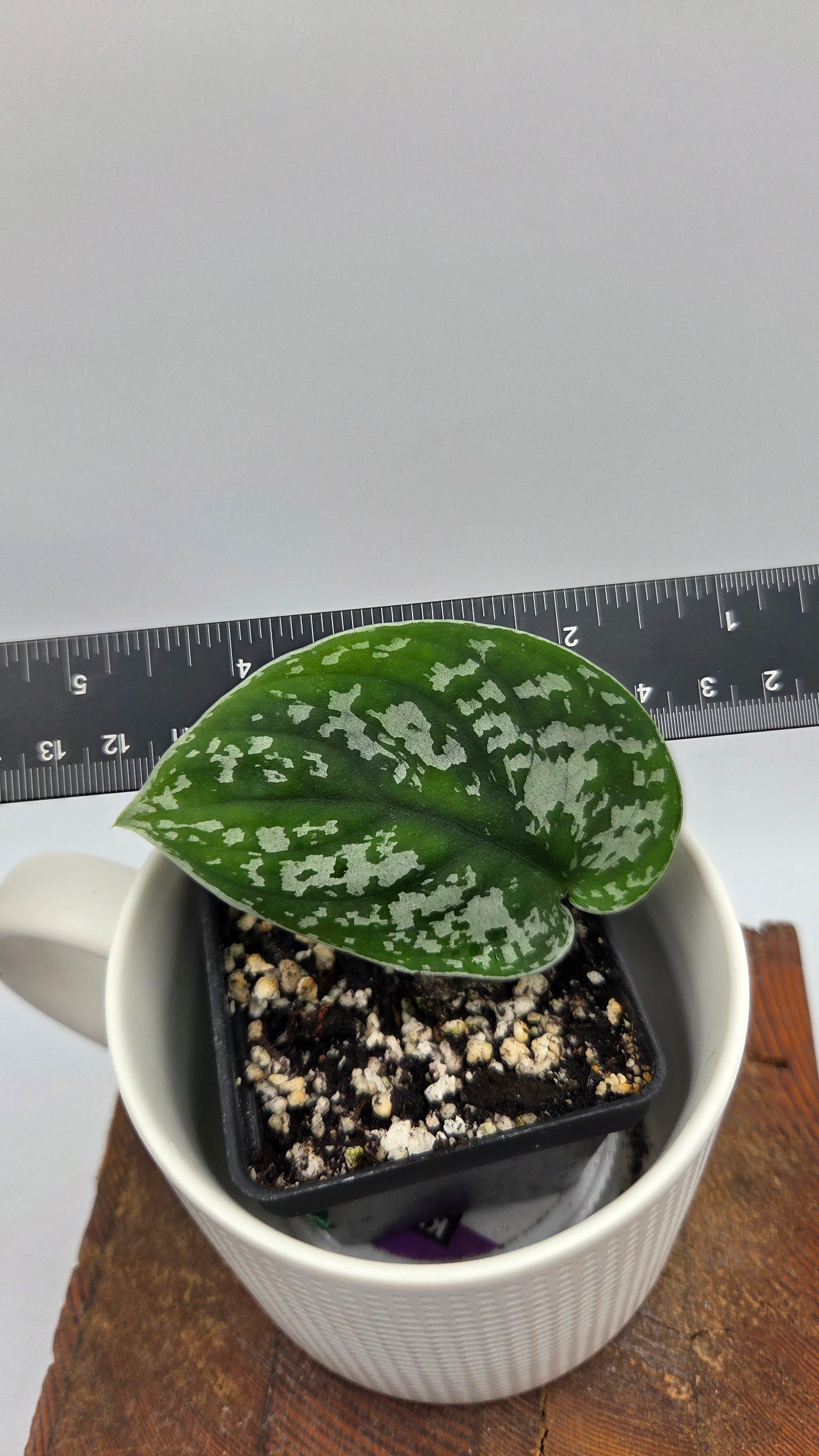 Scindapsus Silver Queen (SCI-1185)