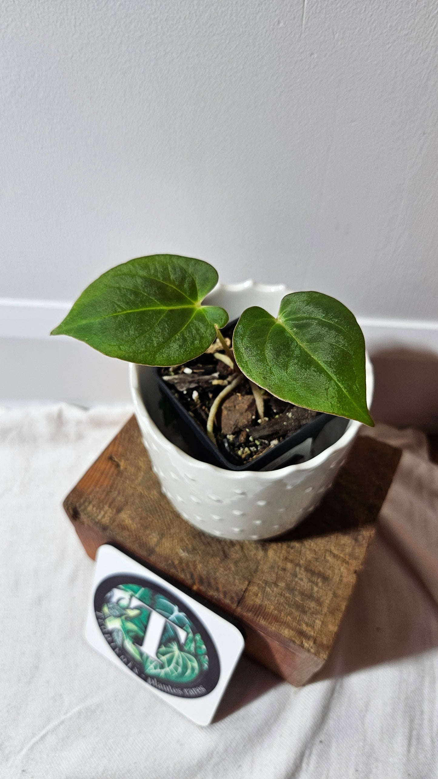 Anthurium BVIT "format MOYEN" (ANT-120)