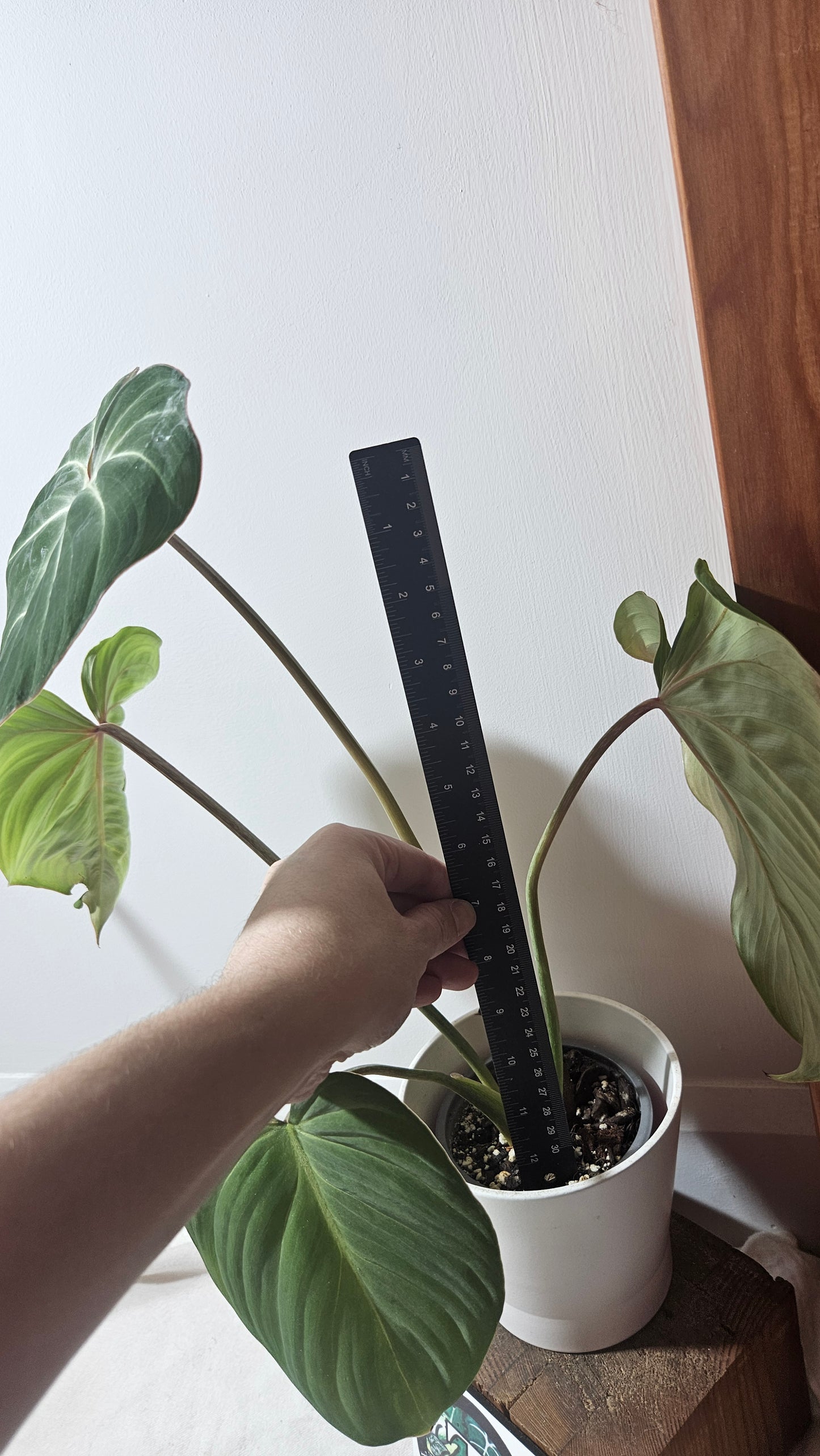 Philodendron Gloriosum (PHI-695)